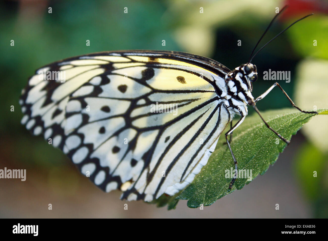 Giallo pallido in bianco e nero Butterfly Long Island Aquarium Riverhead New York Foto Stock