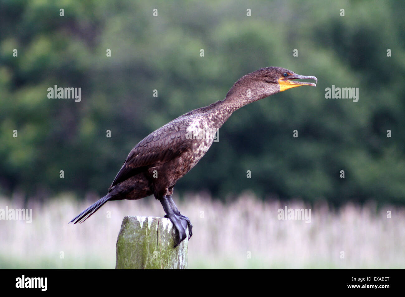 Cormorano uccello in Riverhead New York Foto Stock