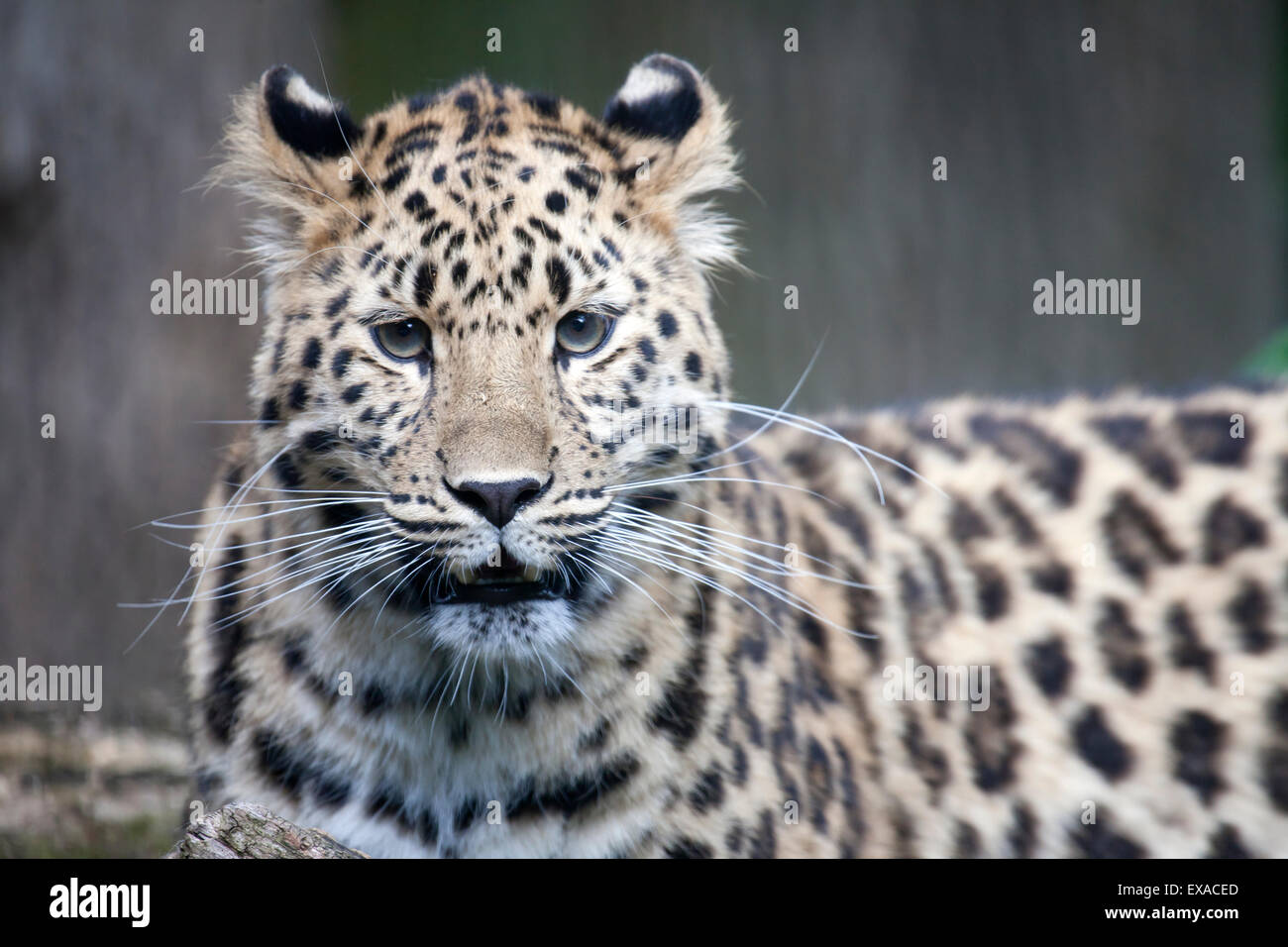 Un Amur Leopard cub guardando direttamente in camara Foto Stock