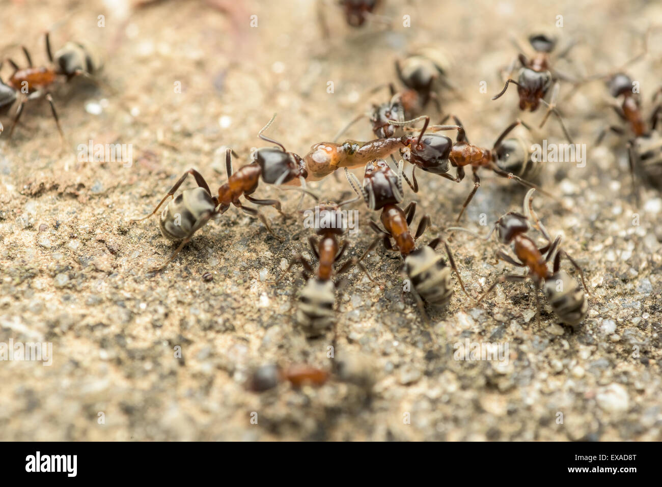 Uno sciame di formiche che combatte per il cibo Macro Close Up Foto Stock