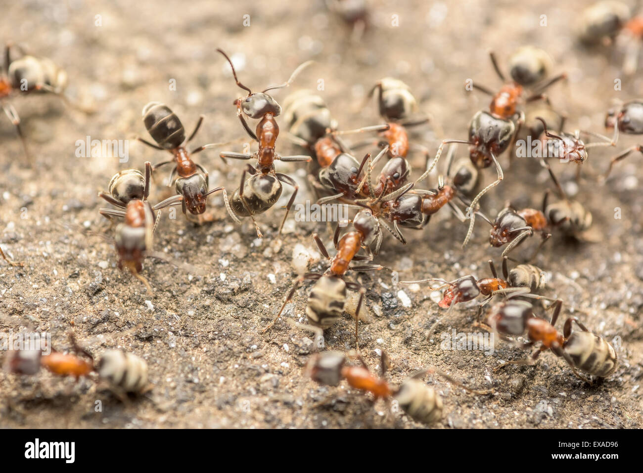 Uno sciame di formiche che combatte per il cibo Macro Close Up Foto Stock