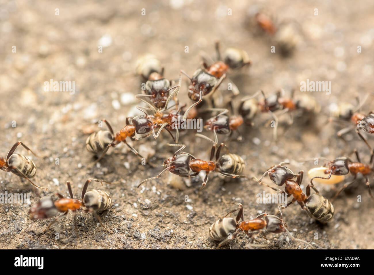 Uno sciame di formiche che combatte per il cibo Macro Close Up Foto Stock