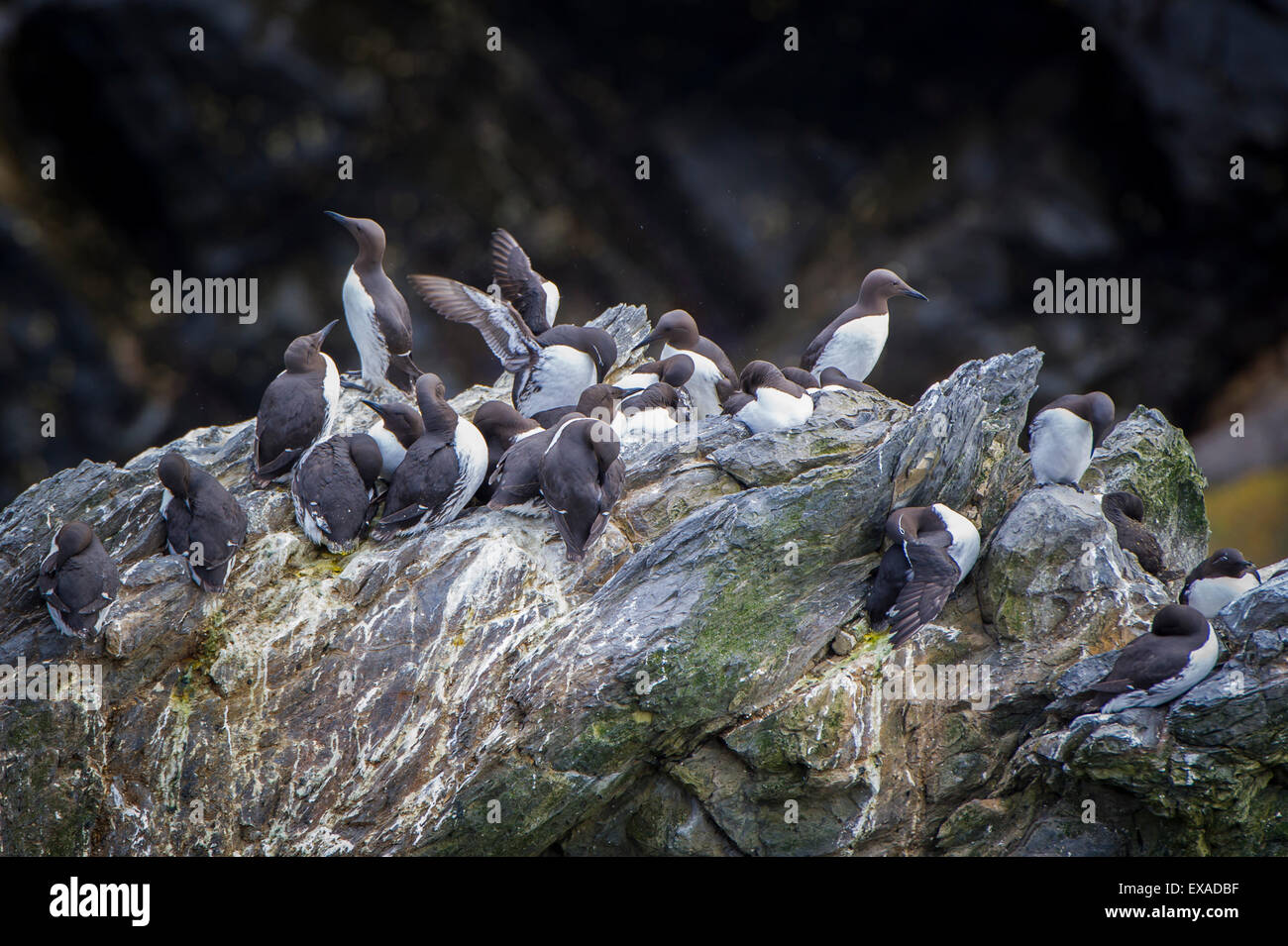 Guillemots comune (Uria aalge), Sumburgh Head Riserva Naturale, la terraferma Orkney e Shetland Islands, Scotland, Regno Unito Foto Stock