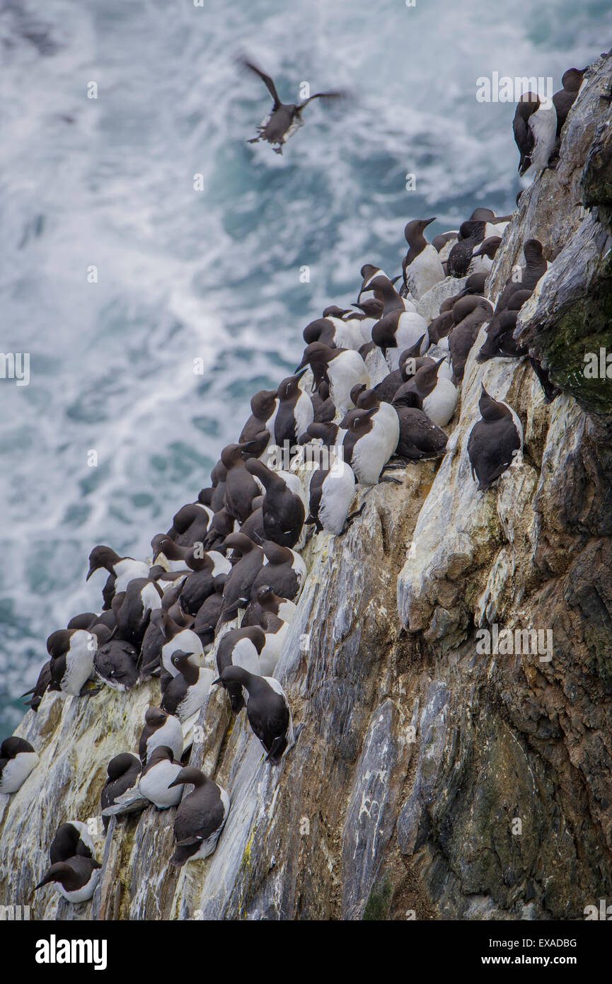 Guillemots comune (Uria aalge), Sumburgh Head Riserva Naturale, la terraferma Orkney e Shetland Islands, Scotland, Regno Unito Foto Stock