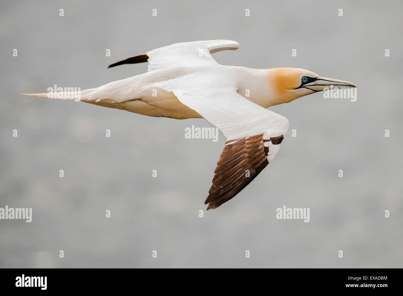 Northern gannet (Morus bassanus) in volo, isole Shetland, Scotland, Regno Unito Foto Stock