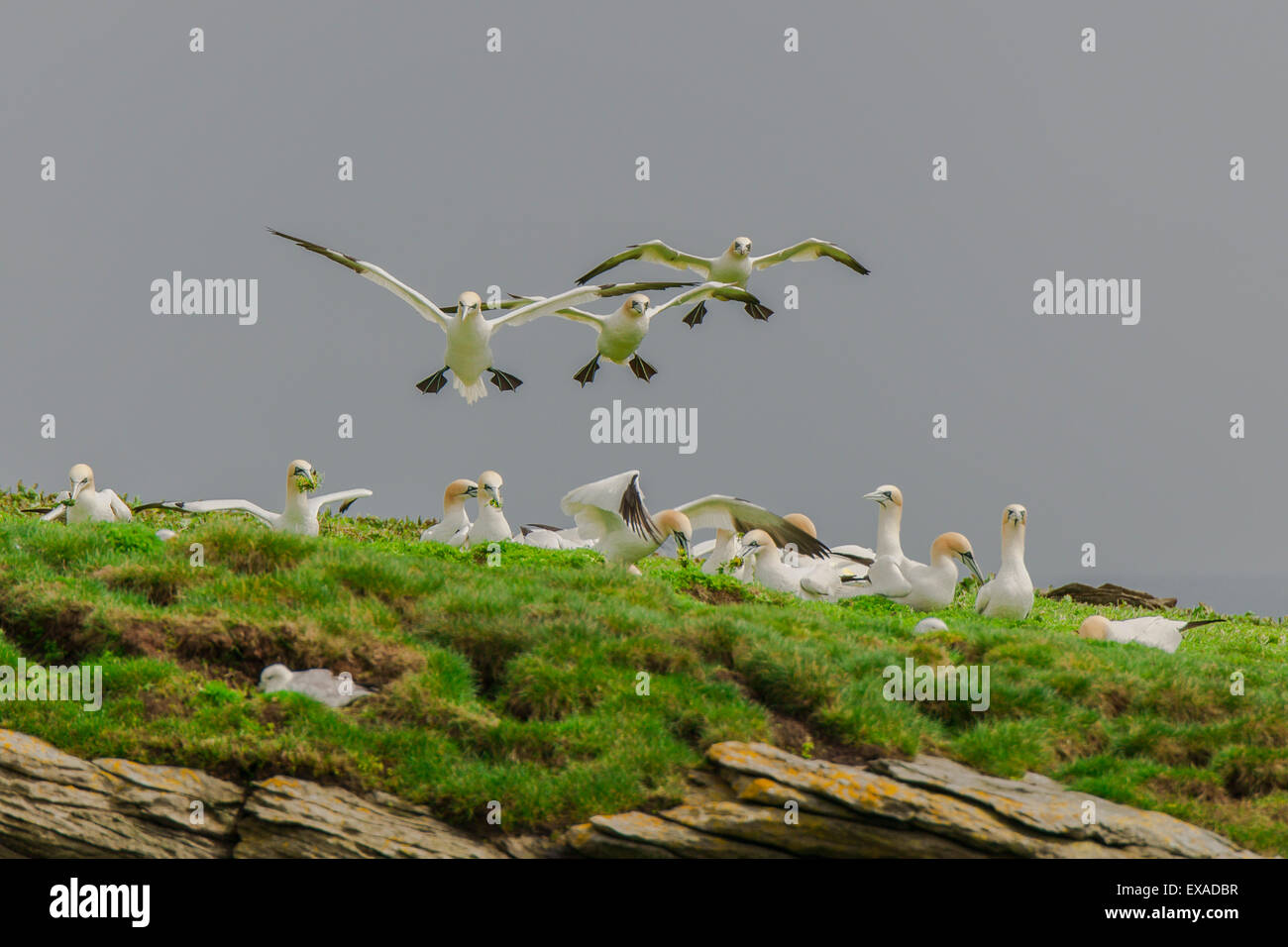 Northern sule (Morus bassanus) in atterraggio sulla scogliera e la spennatura impianti per la nidificazione, Noss, isole Shetland, Scozia Foto Stock