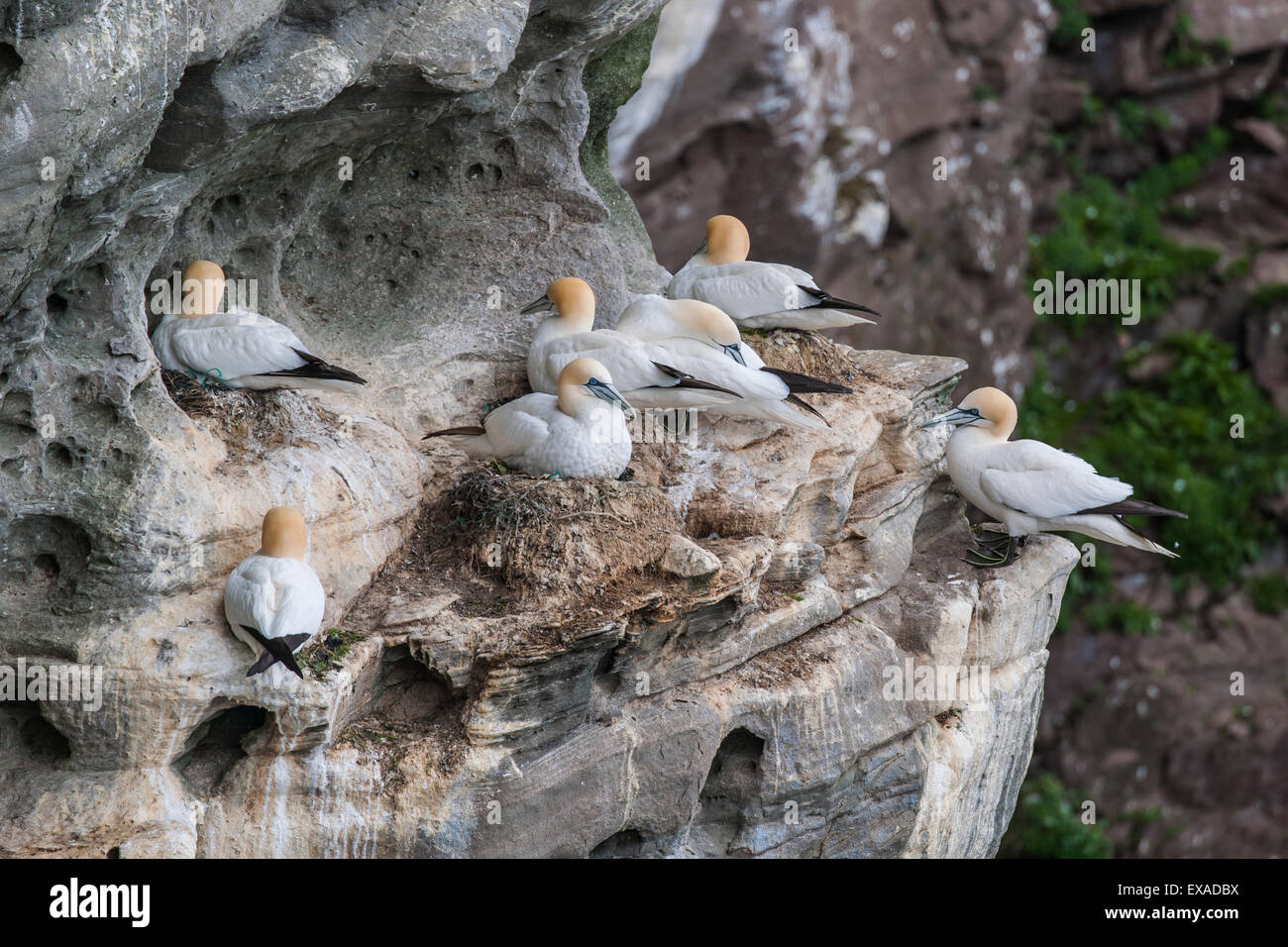 Northern gannet (Morus bassanus) allevamento colonia, Noss, isole Shetland, Scotland, Regno Unito Foto Stock