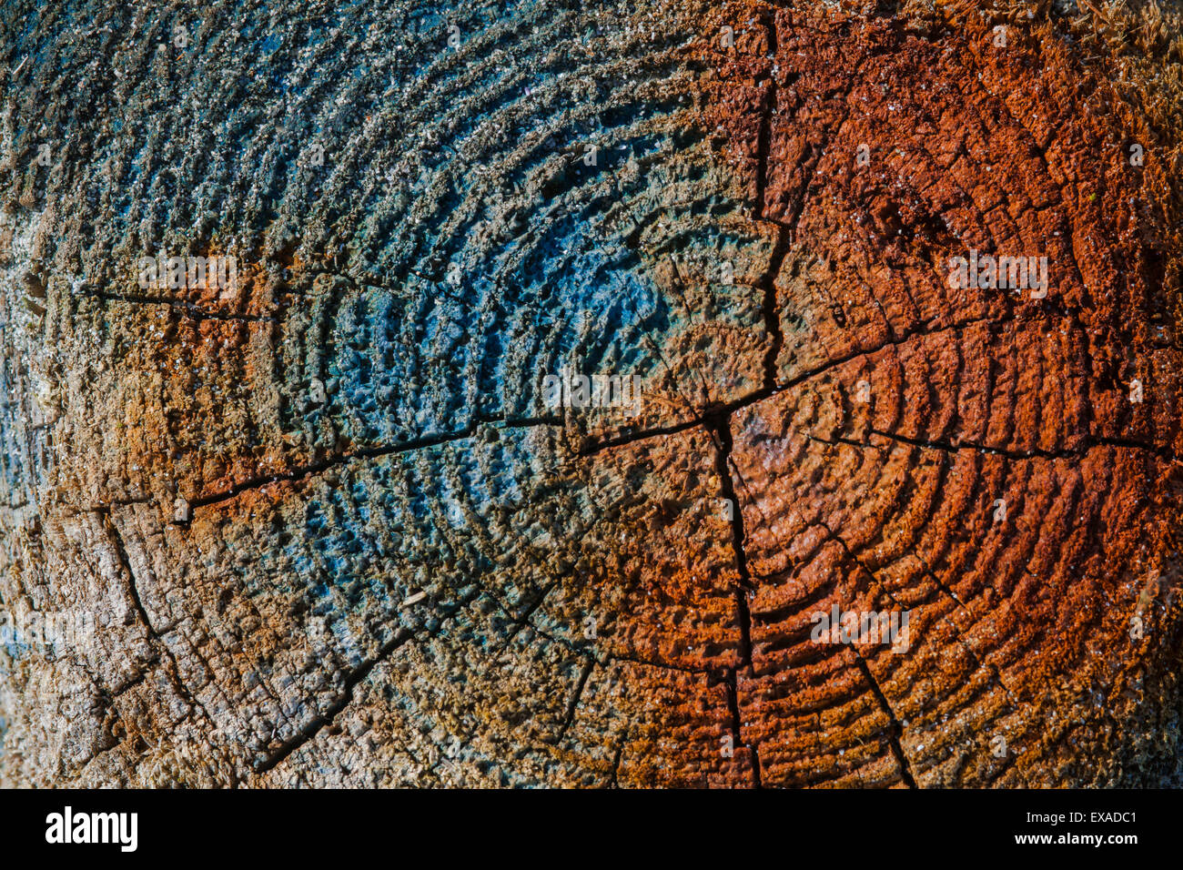 Decolorazione sulla driftwood, Unst, isole Shetland, Scotland, Regno Unito Foto Stock