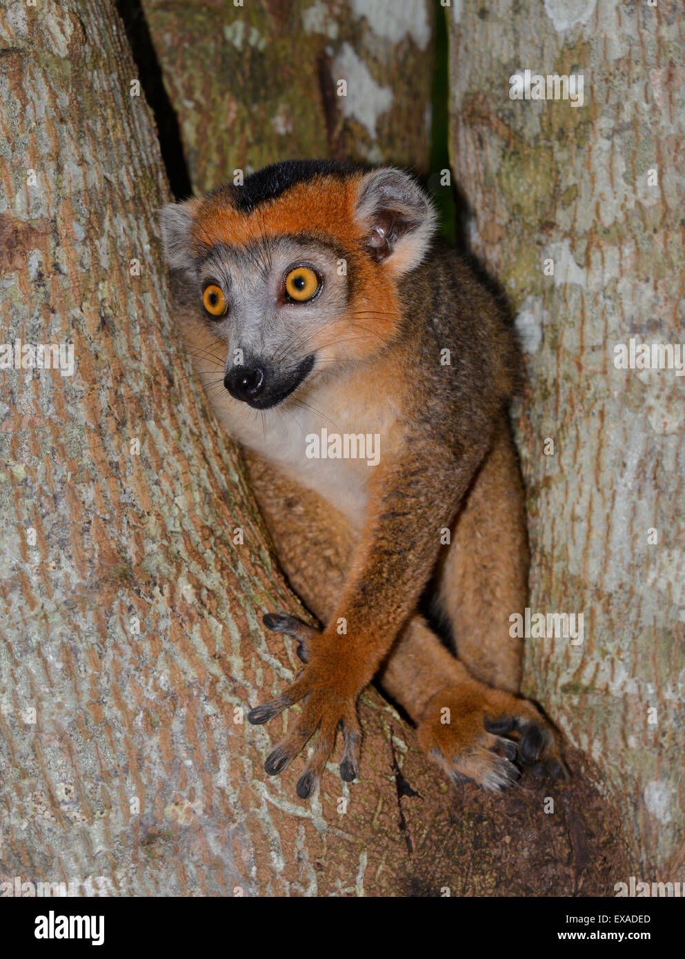 Lemure coronato (il Eulemur coronatus), i giovani di sesso maschile, foreste secche dell'Ankarana, il Parco nazionale del Madagascar Foto Stock
