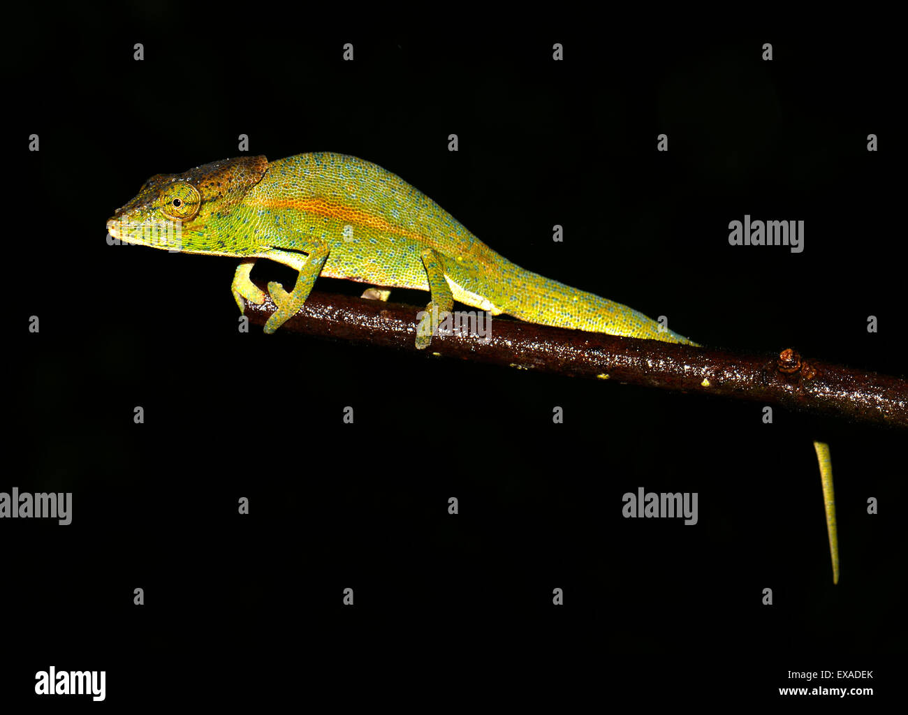 Calumma glawi chameleon Ranomafana, Madagascar Foto Stock