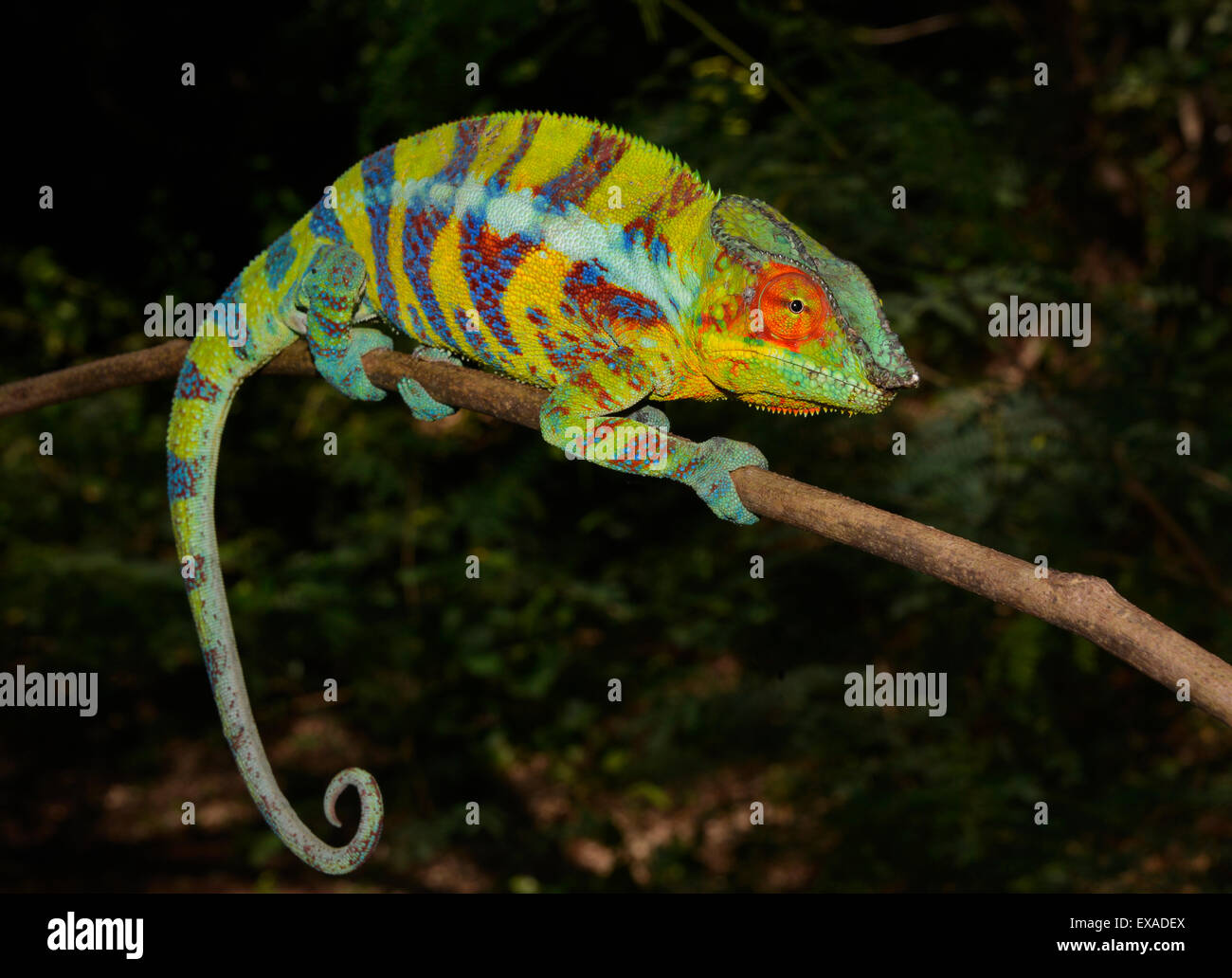 Panther Chameleon (Furcifer pardalis), maschio in colori di accoppiamento, vicino Ankify, Madagascar Foto Stock