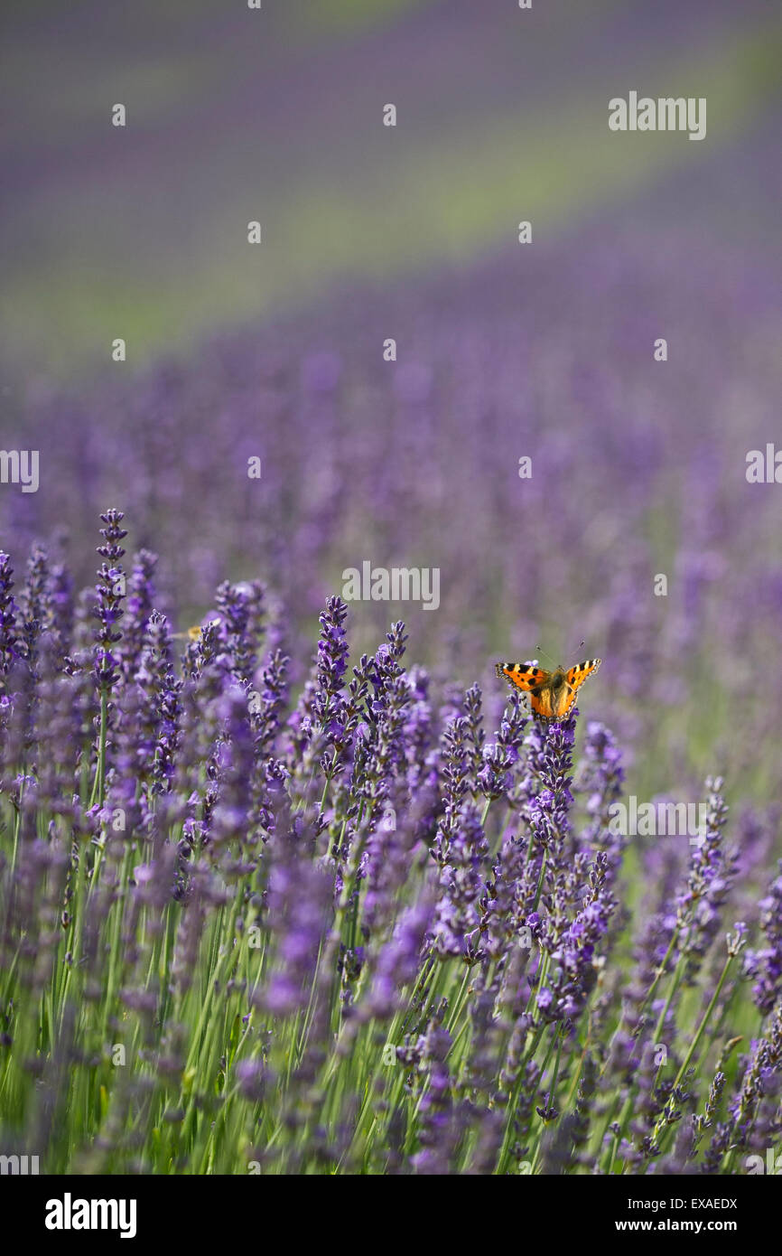 Una piccola tartaruga (Aglais urticae) farfalla in un campo di lavanda. Foto Stock