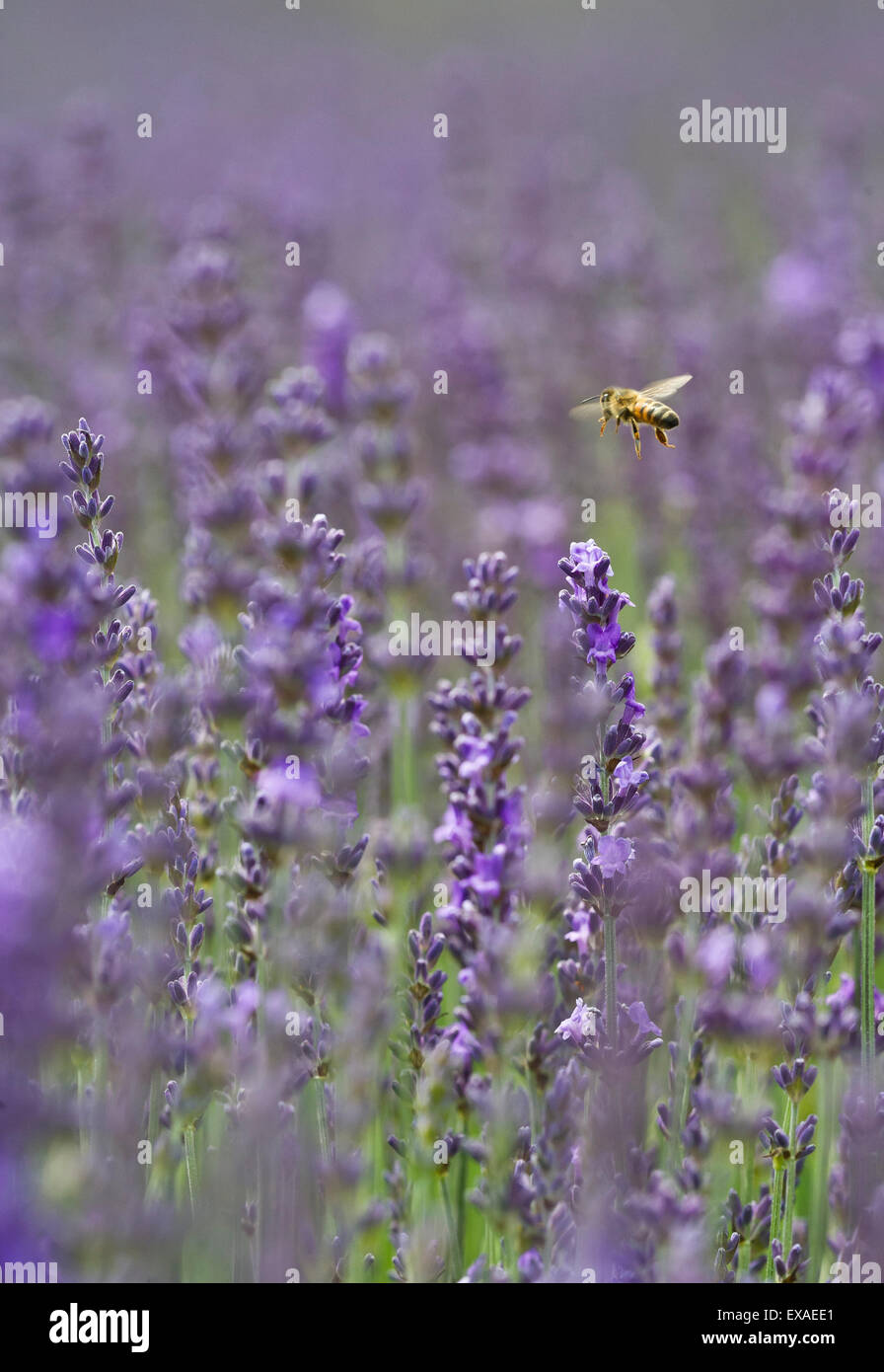 Un miele Ape su LAVANDA (Lavandula). Foto Stock