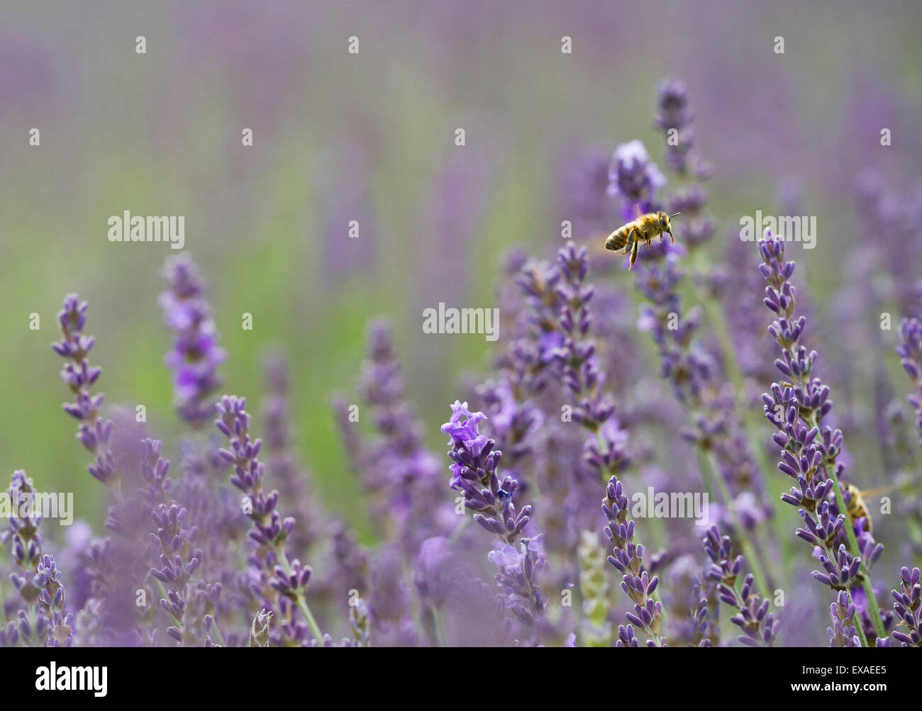 Un miele Ape su LAVANDA (Lavandula). Foto Stock