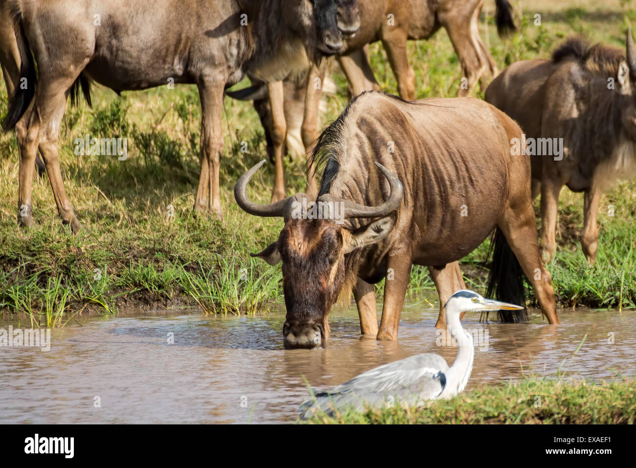 Gnu (connochaetes gnou, gnu) acqua potabile, Kenya, Africa Foto Stock