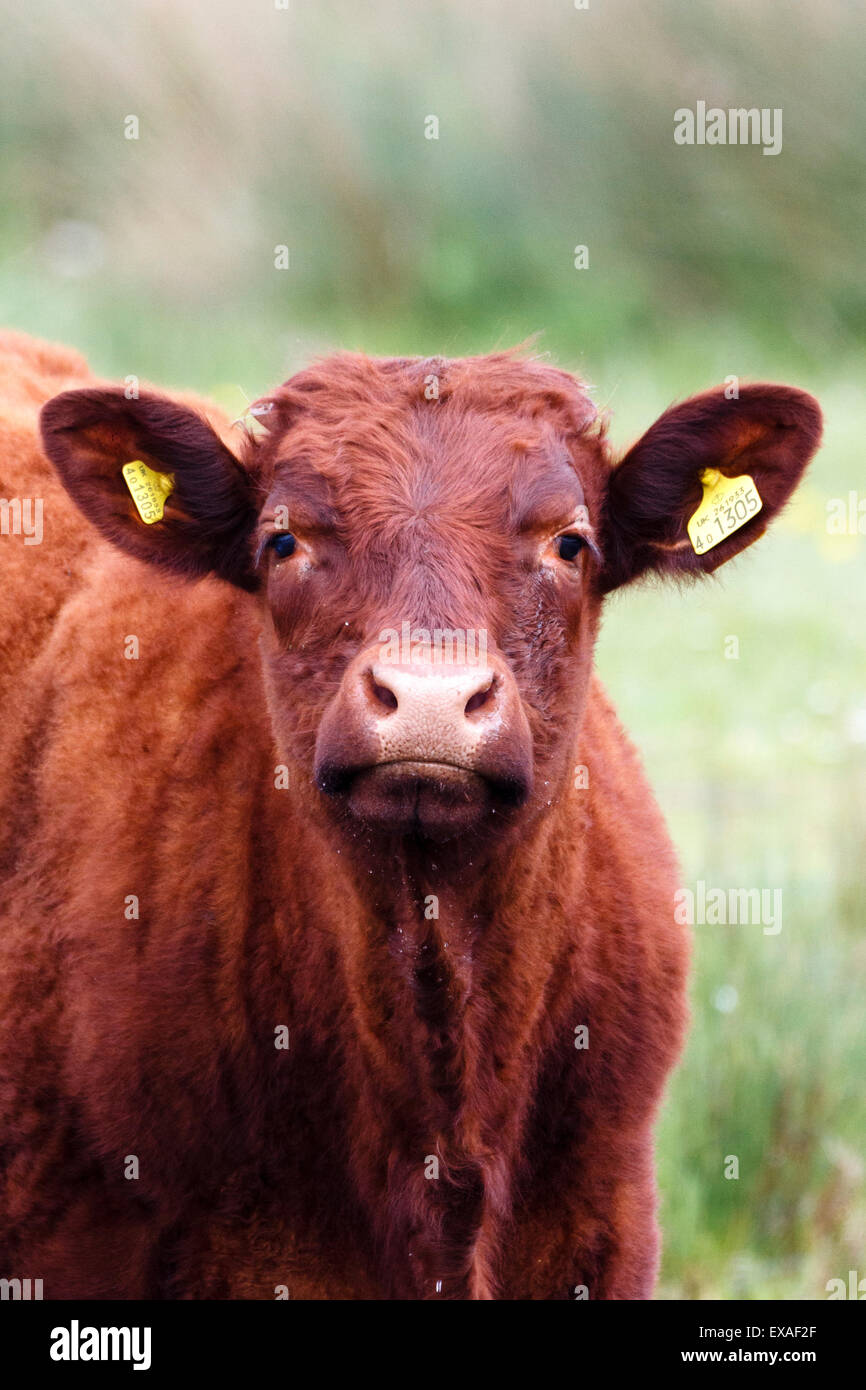 Mucca con marchi auricolari fissando, Surrey, England, Regno Unito Foto Stock