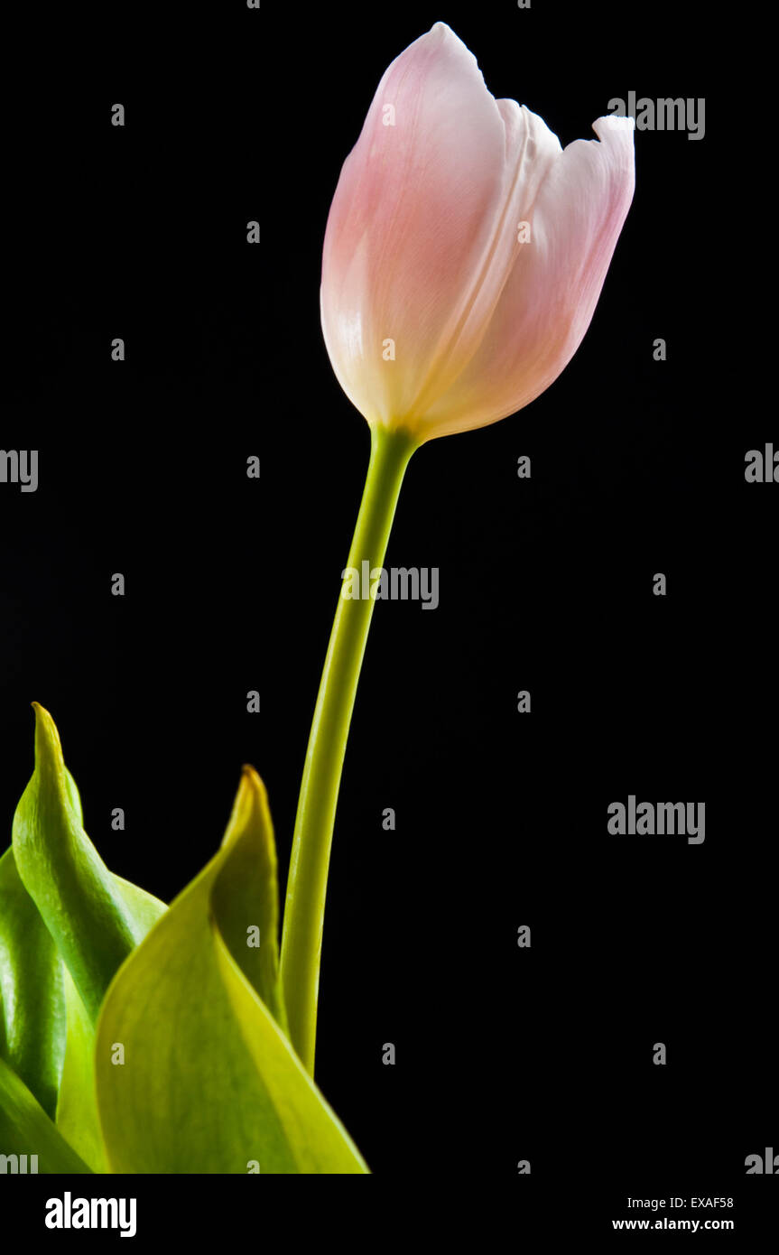 Pink tulip flower su sfondo nero Foto Stock