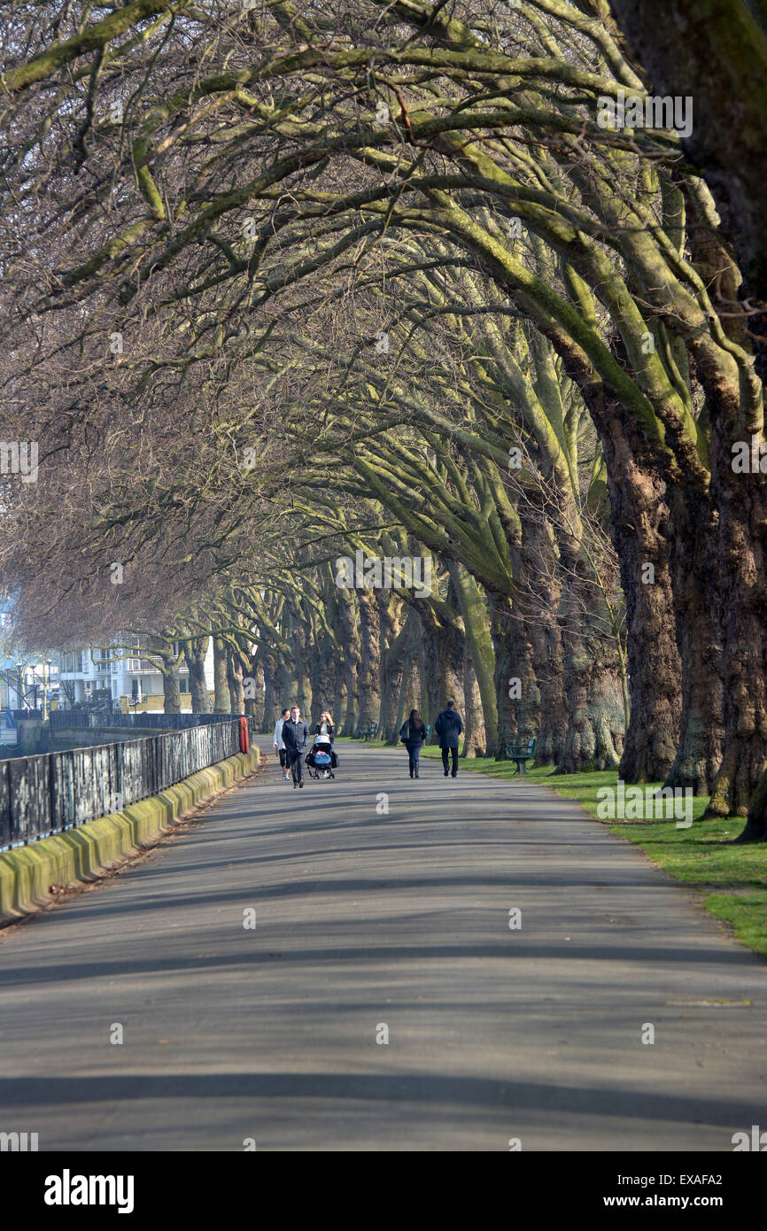 La gente camminare lungo un viale di platani a Wandsworth parco sulla riva sud del fiume Tamigi a Putney Foto Stock