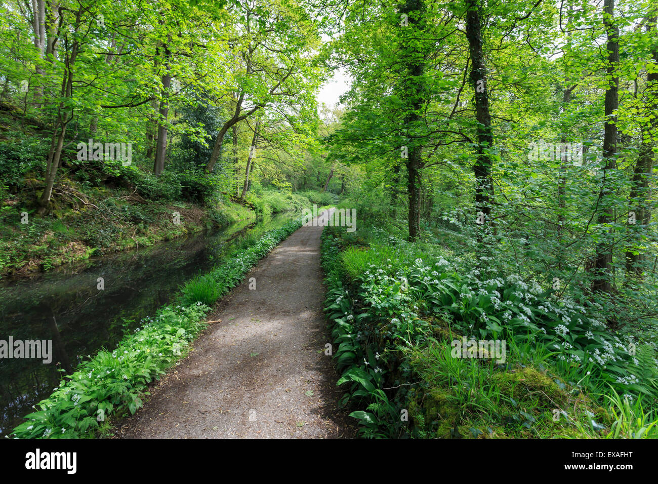 Cromford storico Canal e percorso di traino in primavera, mulini della valle del Derwent, sito UNESCO, Derbyshire, England, Regno Unito Foto Stock