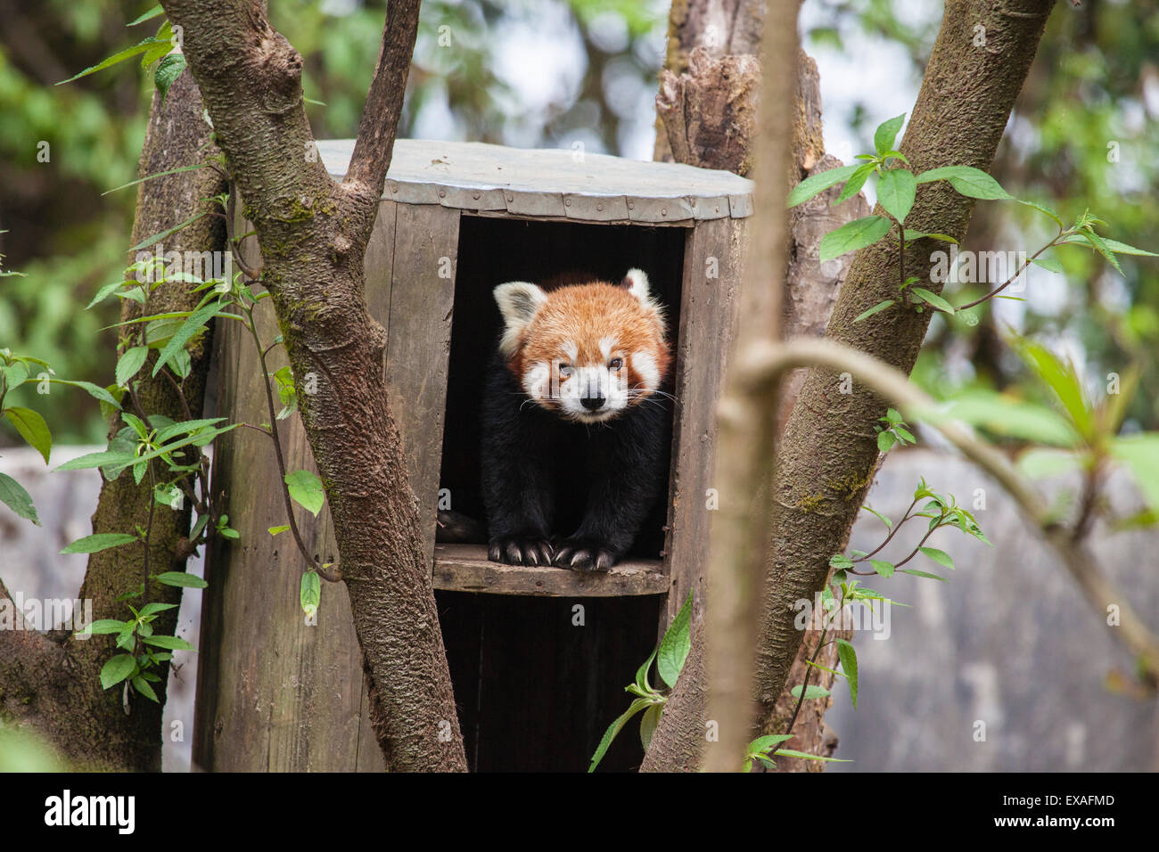 Un panda rosso rimane nascosto nel suo rifugio, costruito da guardie forestali che proteggere questo animale in via di estinzione, Darjeeling, India, Asia Foto Stock