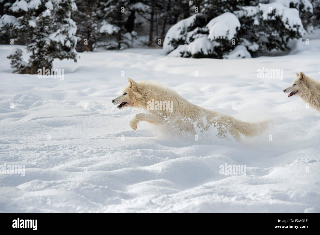 Arctic lupo (Canis lupus arctos), Montana, Stati Uniti d'America, America del Nord Foto Stock