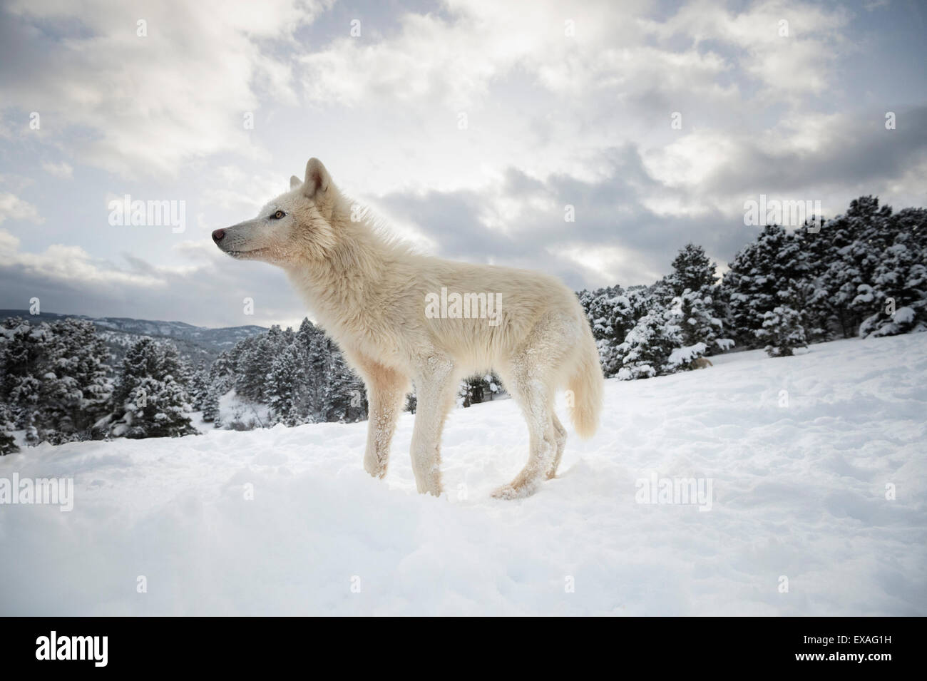 Arctic lupo (Canis lupus arctos), Montana, Stati Uniti d'America, America del Nord Foto Stock