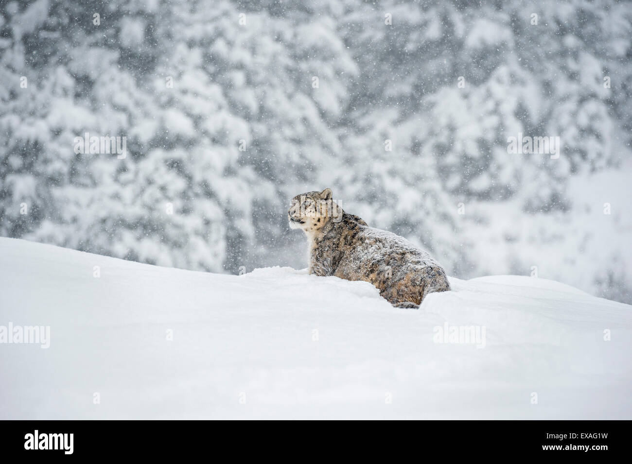 Snow Leopard (Panthera india), Montana, Stati Uniti d'America, America del Nord Foto Stock