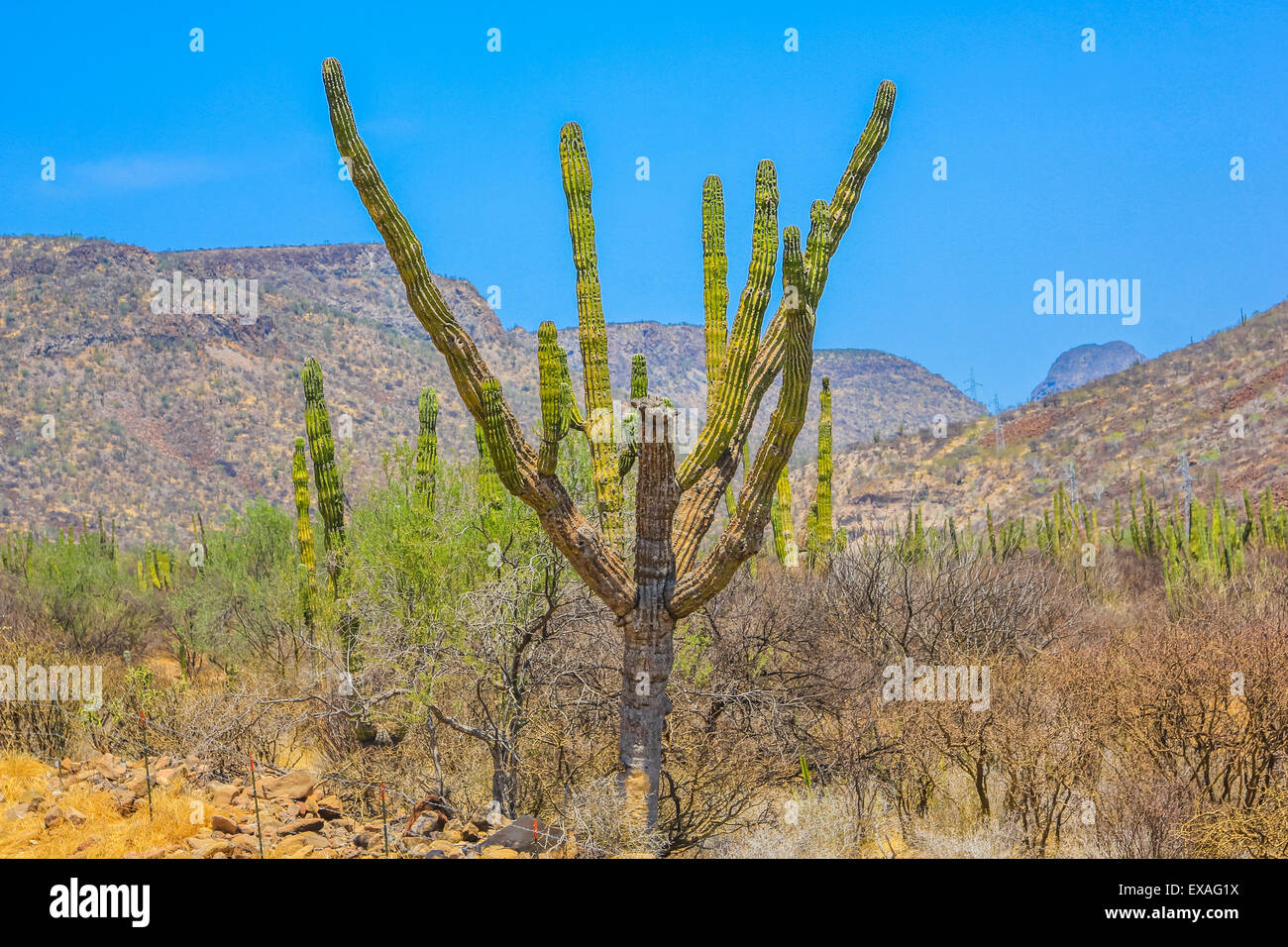 Cardon cactus Foto Stock