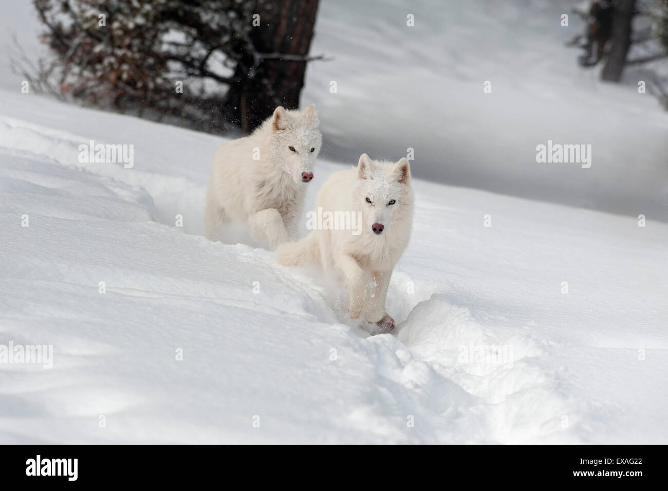 Arctic lupo (Canis lupus arctos), Montana, Stati Uniti d'America, America del Nord Foto Stock