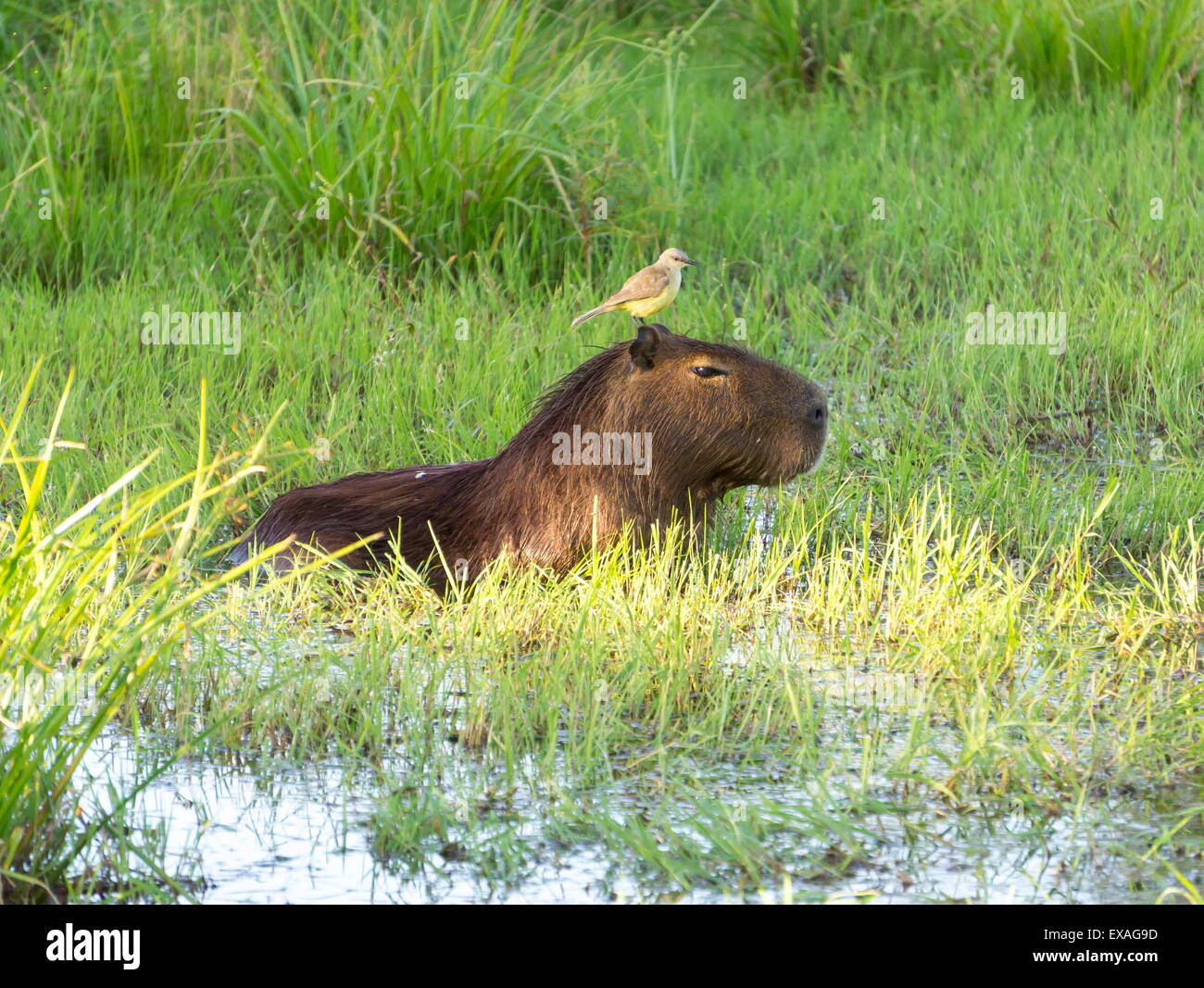 Capibara con uccello sulla sua testa, Ibera Park, Argentina, Sud America Foto Stock