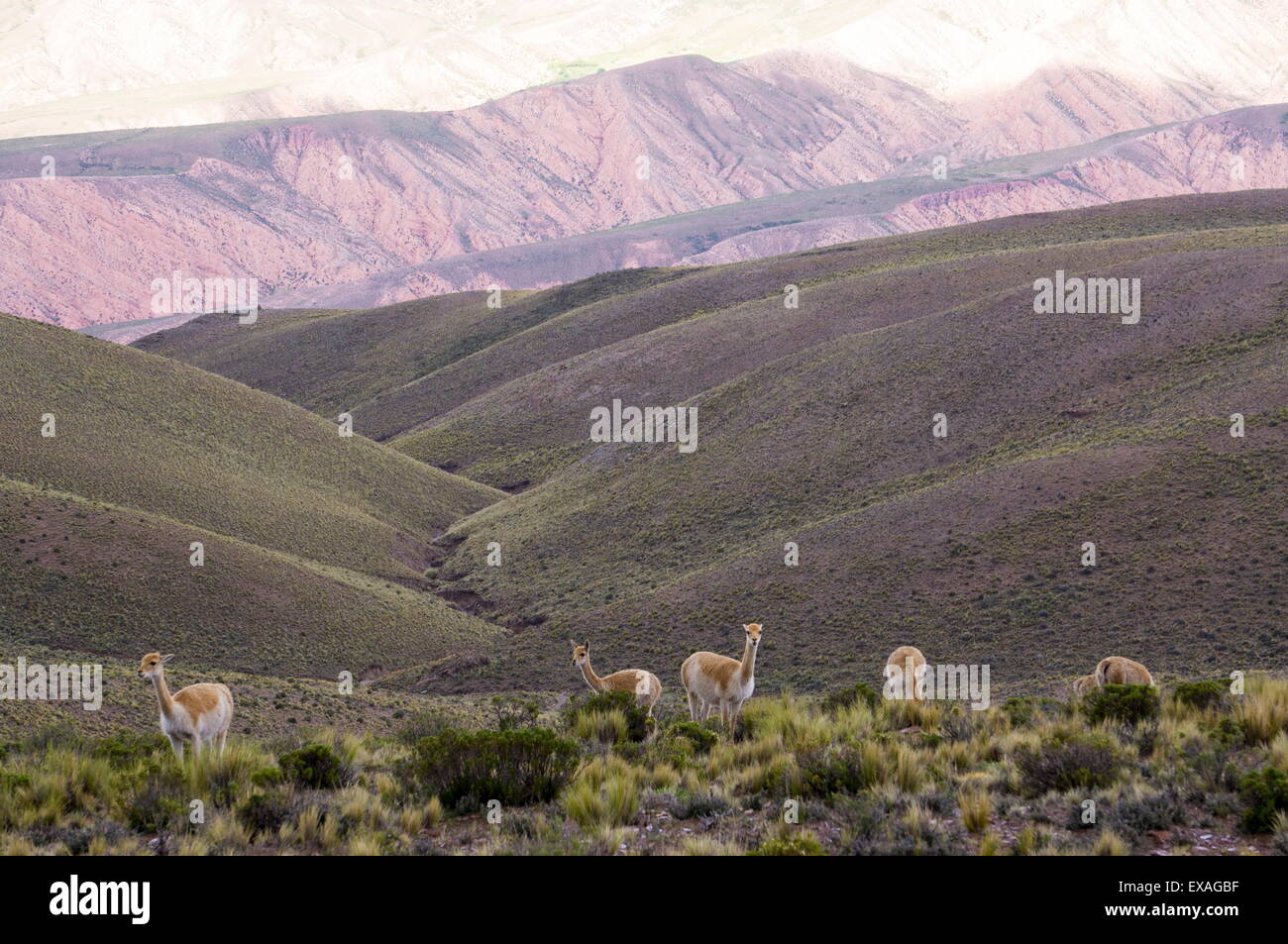 Multi montagne colorate e alpaca, Humahuaca, provincia di Jujuy, Argentina, Sud America Foto Stock