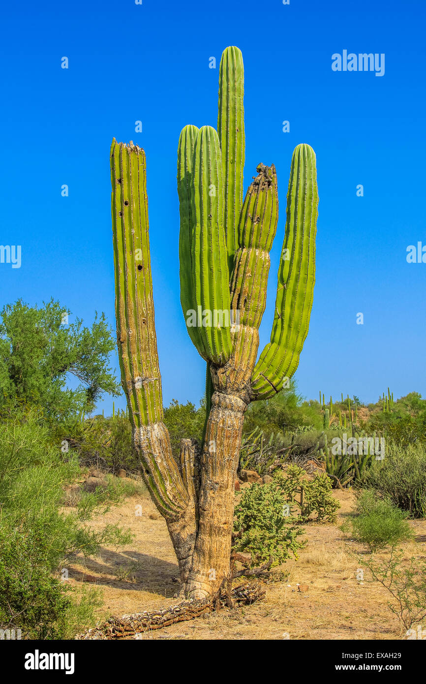 Cactus Cardon Foto Stock