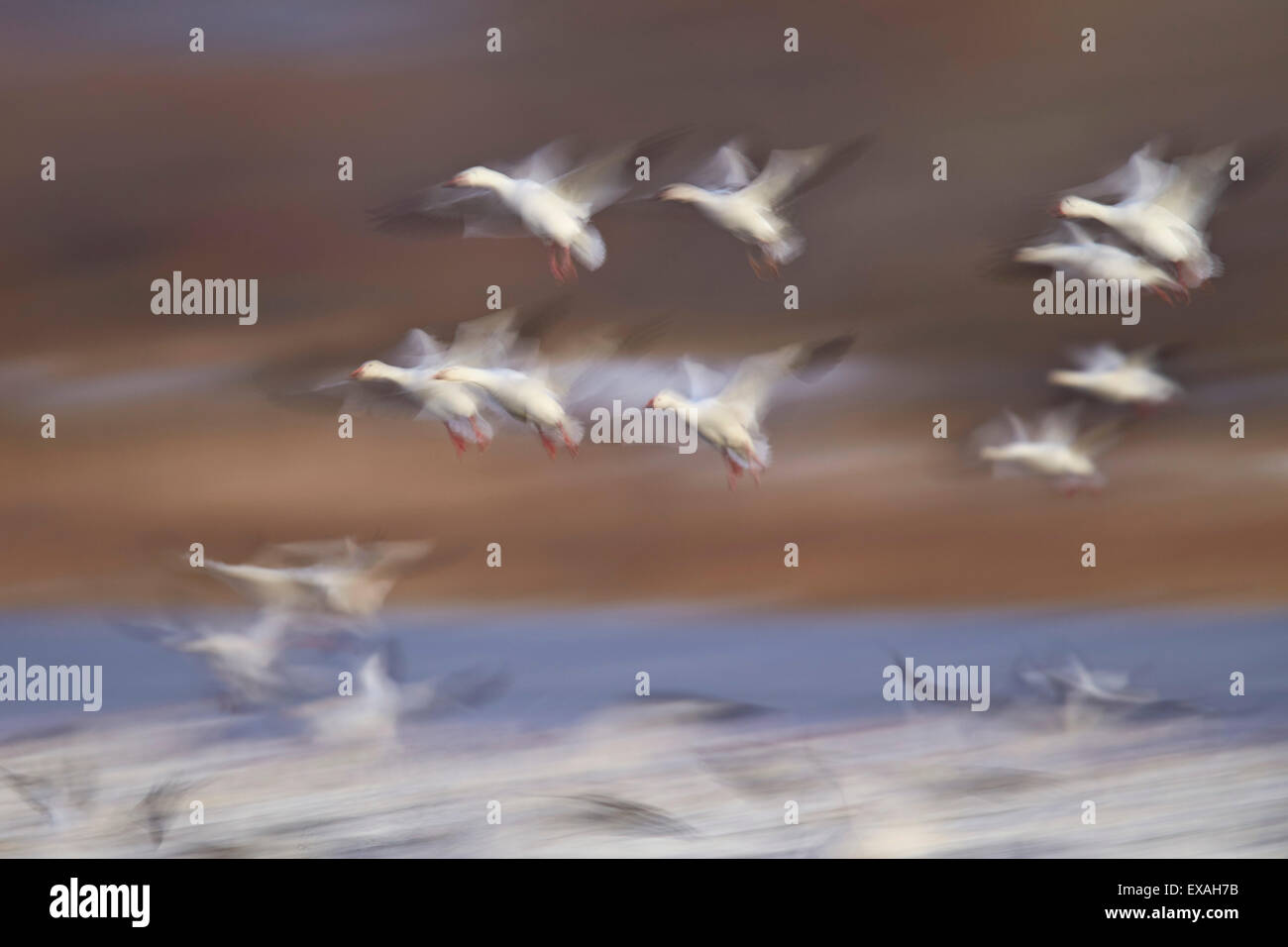 Snow goose (Chen caerulescens) gregge in volo, Bosque del Apache National Wildlife Refuge, nuovo Messico, Stati Uniti d'America Foto Stock