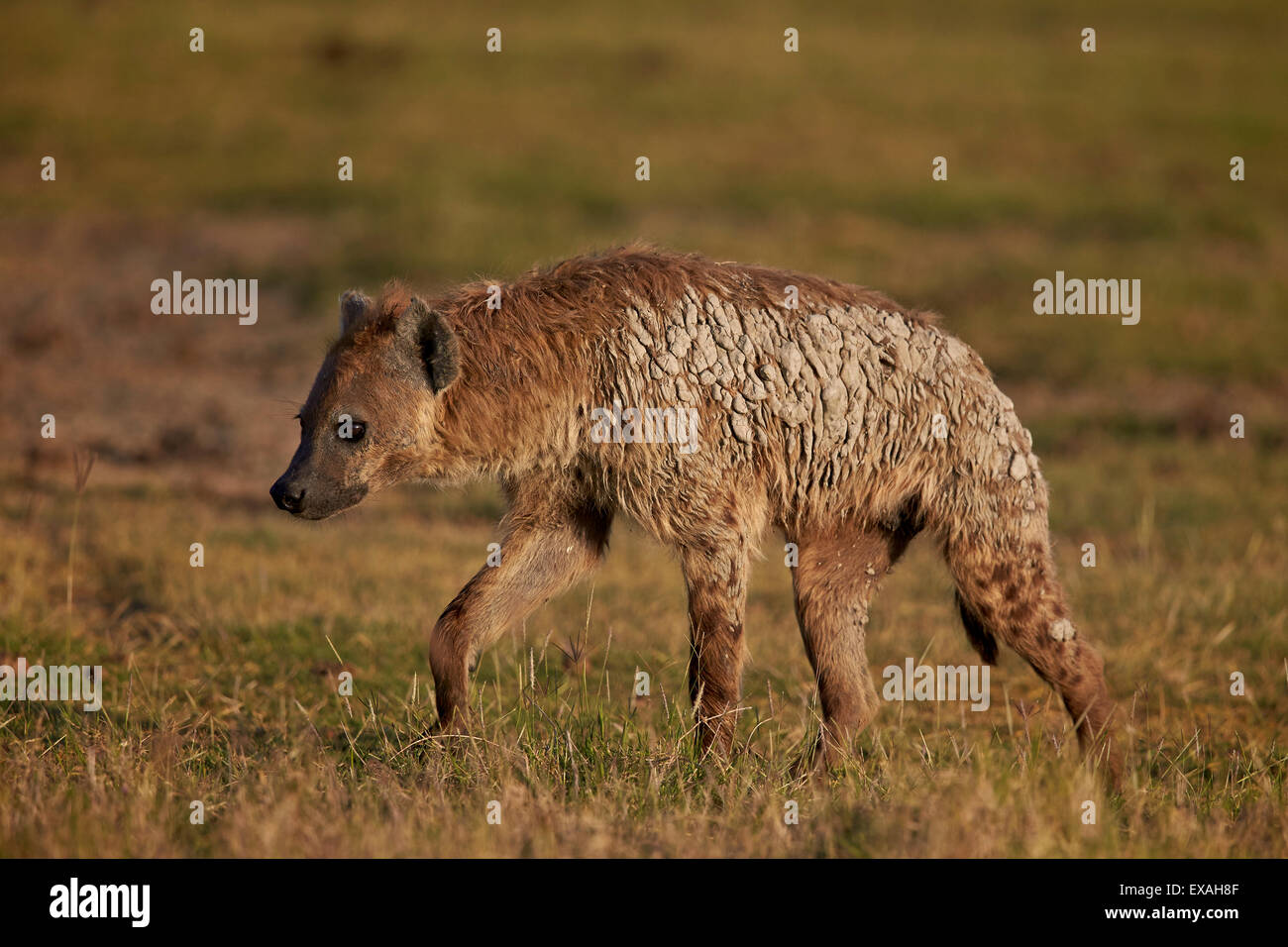 Spotted hyena (spotted hyaena) (Crocuta crocuta), il cratere di Ngorongoro, Tanzania, Africa orientale, Africa Foto Stock