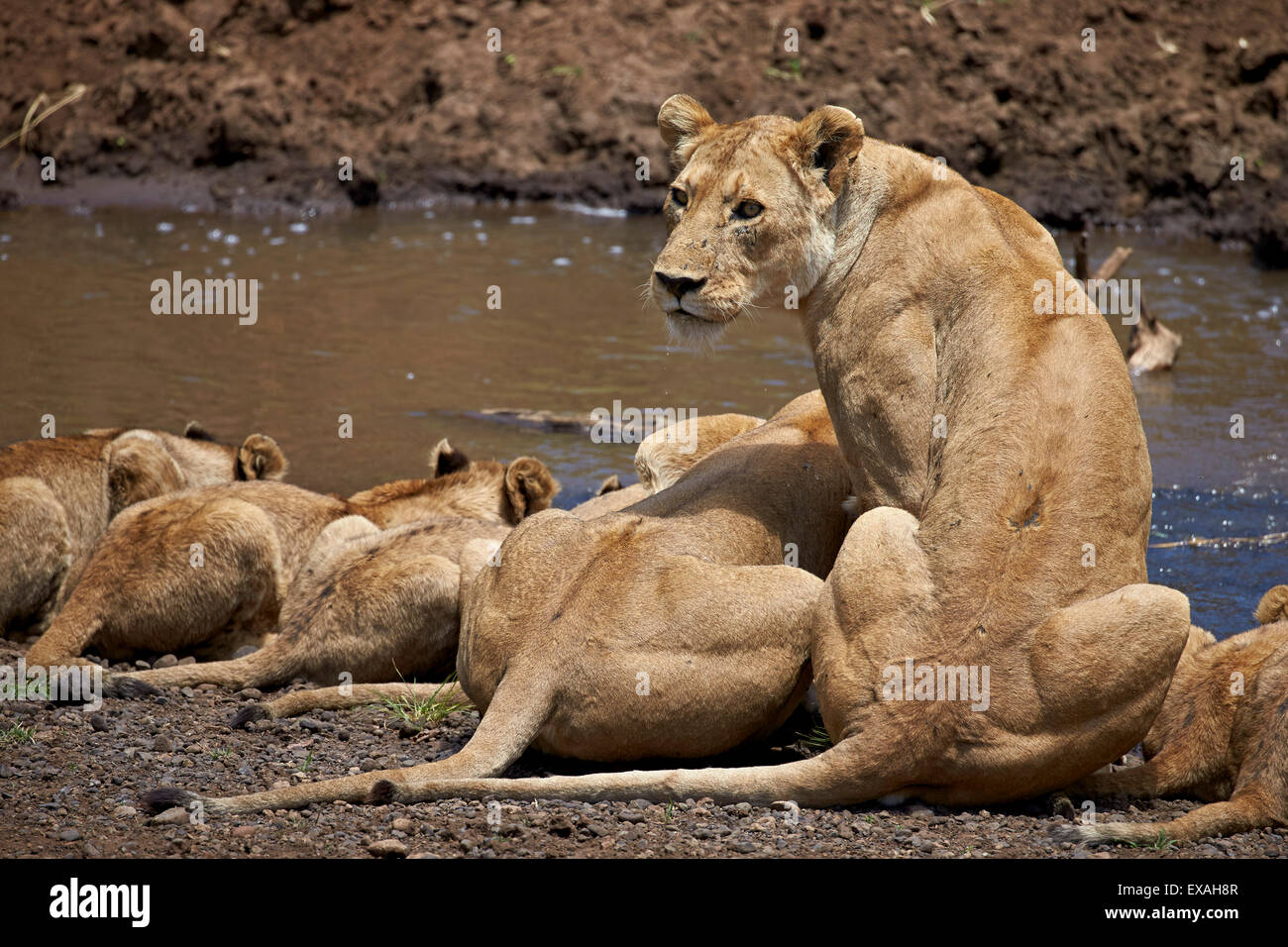 I Lions (Panthera Leo) bere, leonesse e lupetti, il cratere di Ngorongoro, Tanzania, Africa orientale, Africa Foto Stock