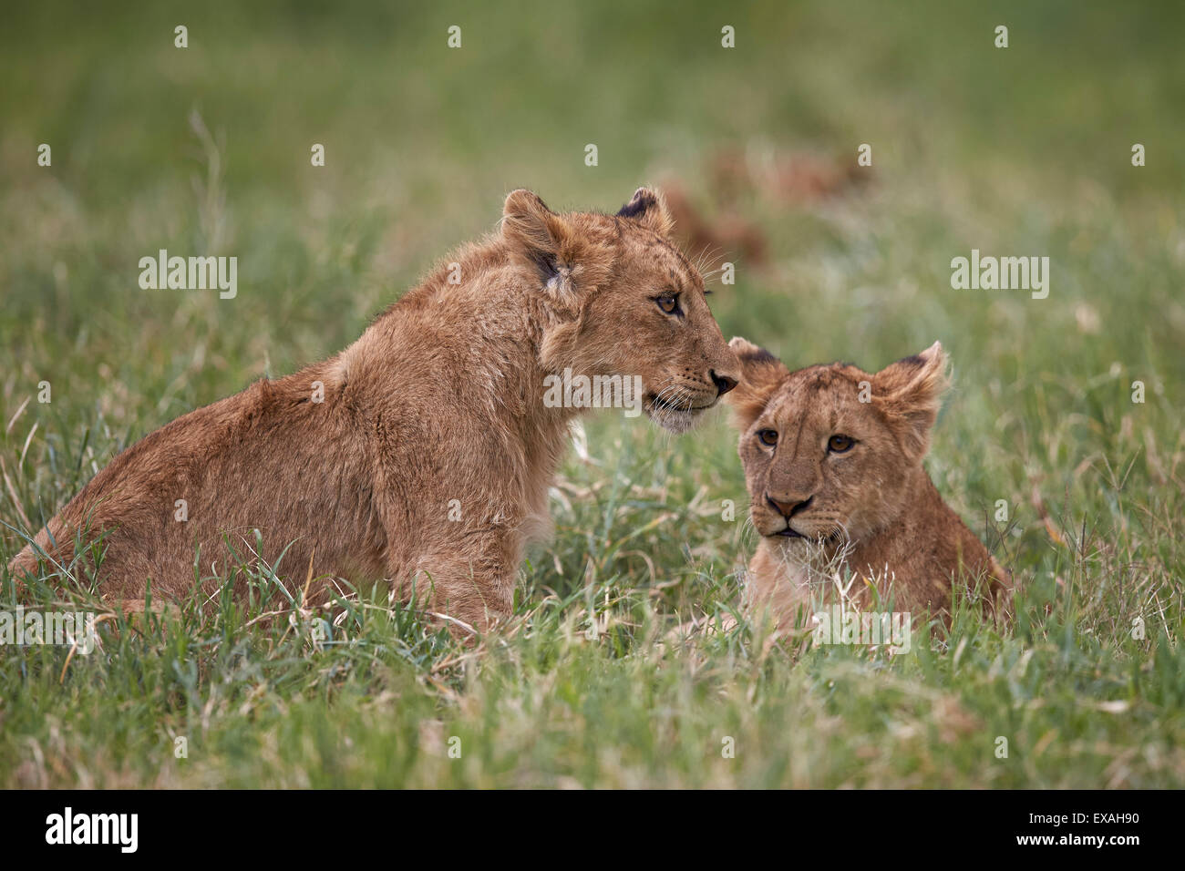 Lion (Panthera Leo) cubs, il cratere di Ngorongoro, Tanzania, Africa orientale, Africa Foto Stock