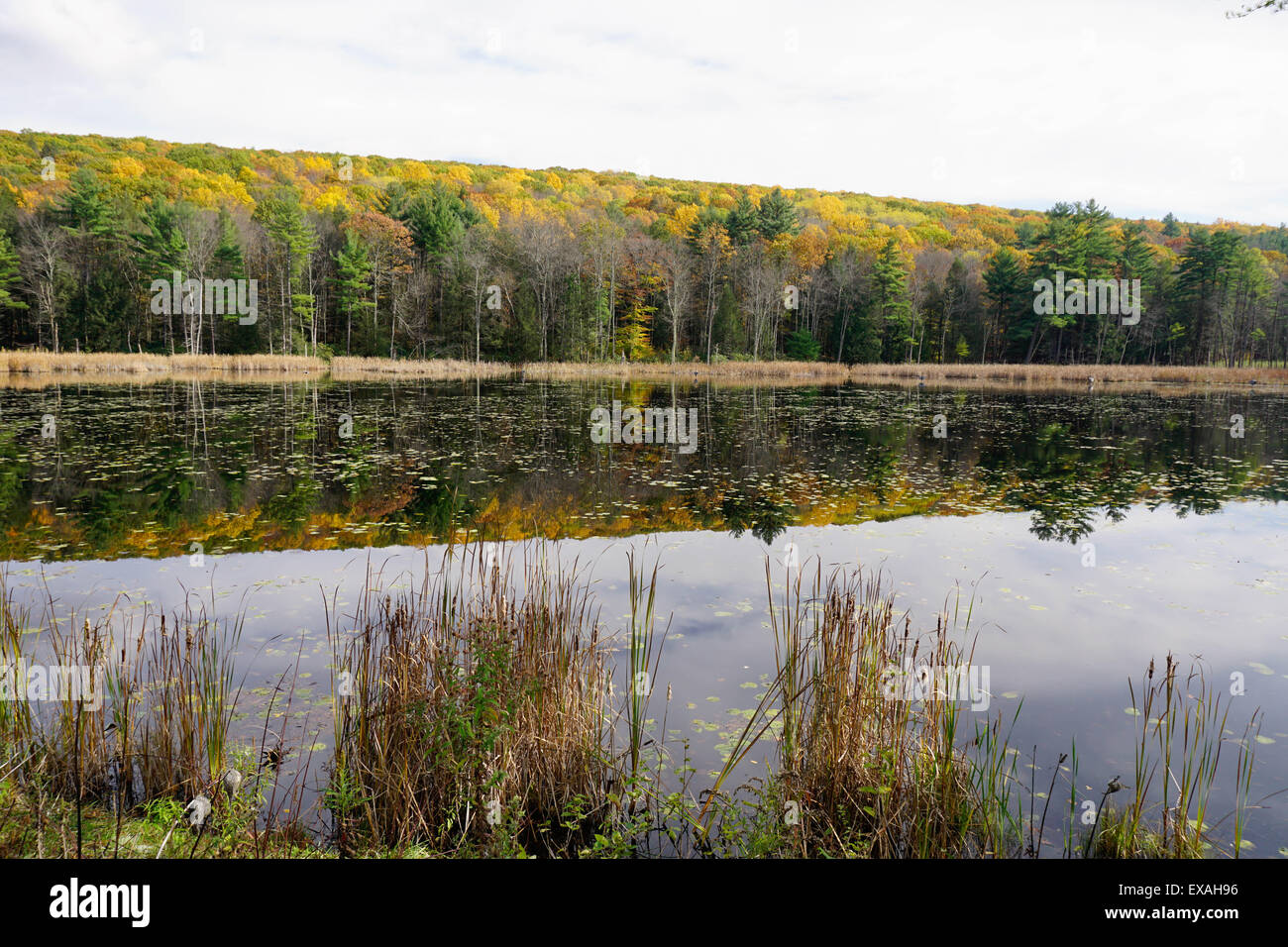 Vicino lago di Great Barrington, Berkshires, Massachusetts, New England, Stati Uniti d'America, America del Nord Foto Stock