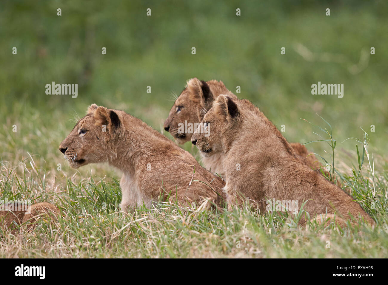 Lion (Panthera Leo) cubs, il cratere di Ngorongoro, Tanzania, Africa orientale, Africa Foto Stock