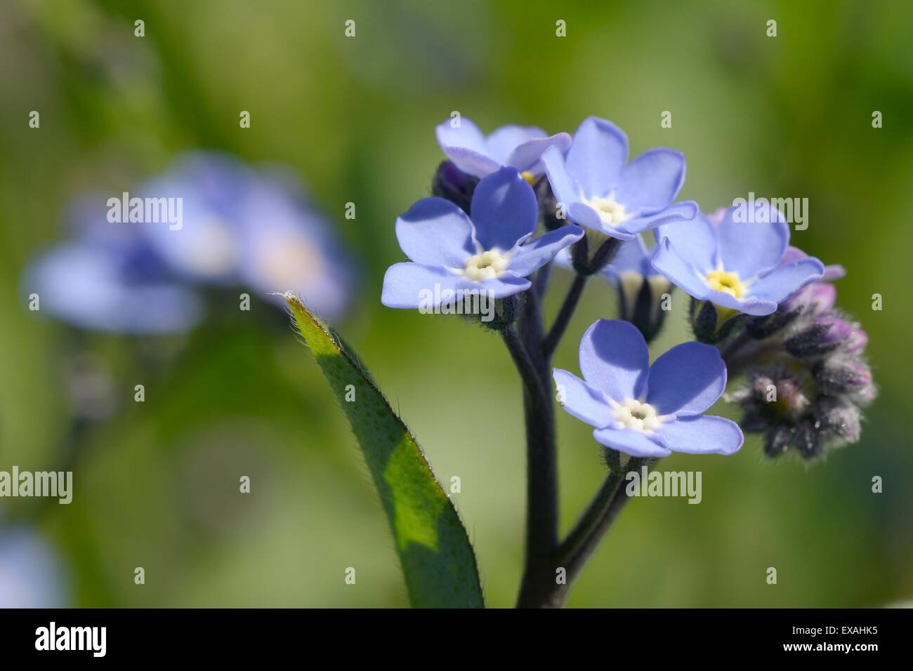 Dimenticare di legno-me-non (Myosotis sylvatica) fiori, Cornwall, England, Regno Unito, Europa Foto Stock