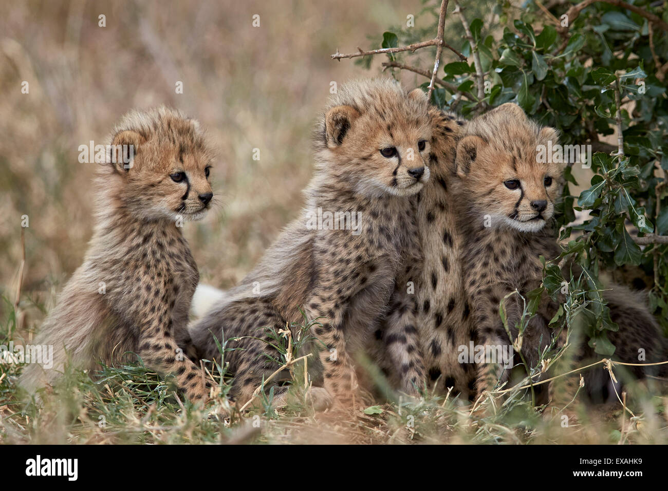 Tre ghepardo (Acinonyx jubatus) cubs circa un mese fa, Serengeti National Park, Tanzania, Africa orientale, Africa Foto Stock