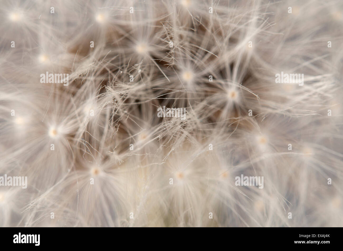 Orologio di tarassaco paracaduti macro shot, messa a fuoco locale Foto Stock