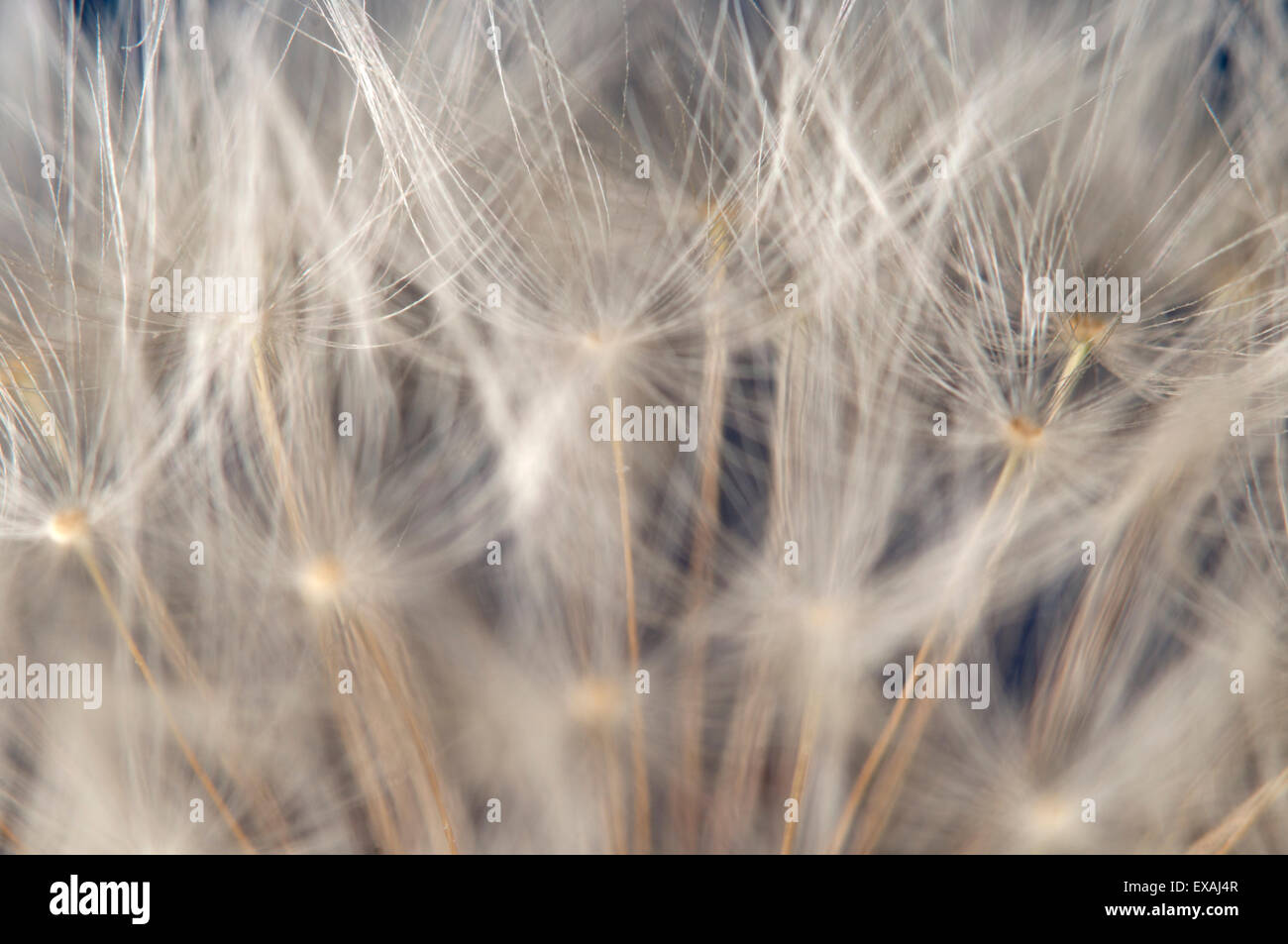 Orologio di tarassaco paracaduti macro shot, messa a fuoco locale Foto Stock
