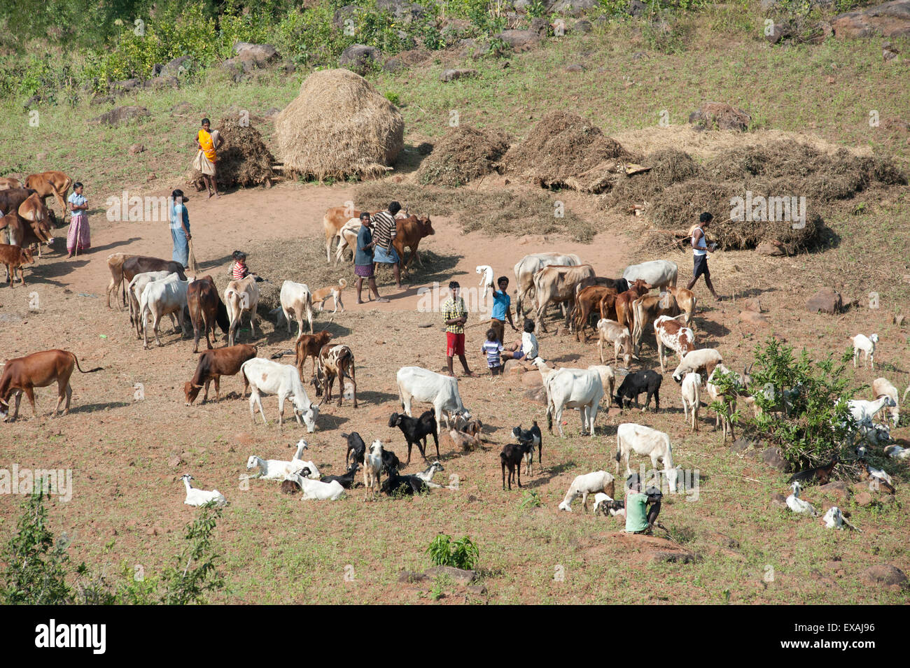Famiglia trebbiatura di raccolto di riso usando vacche domestiche calpestio con capre e i bambini nelle vicinanze, distretto di Koraput, Orissa, India Foto Stock