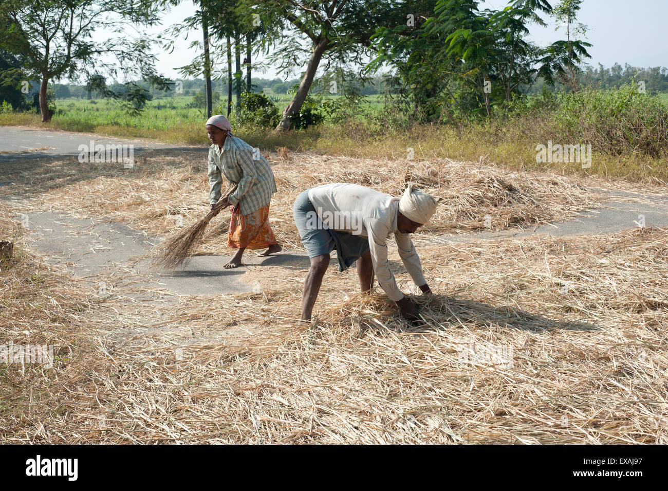 Il marito e la moglie di trebbiatura di raccolto di riso lasciando sulla strada per il traffico a guidare, distretto di Koraput, Orissa, India Foto Stock