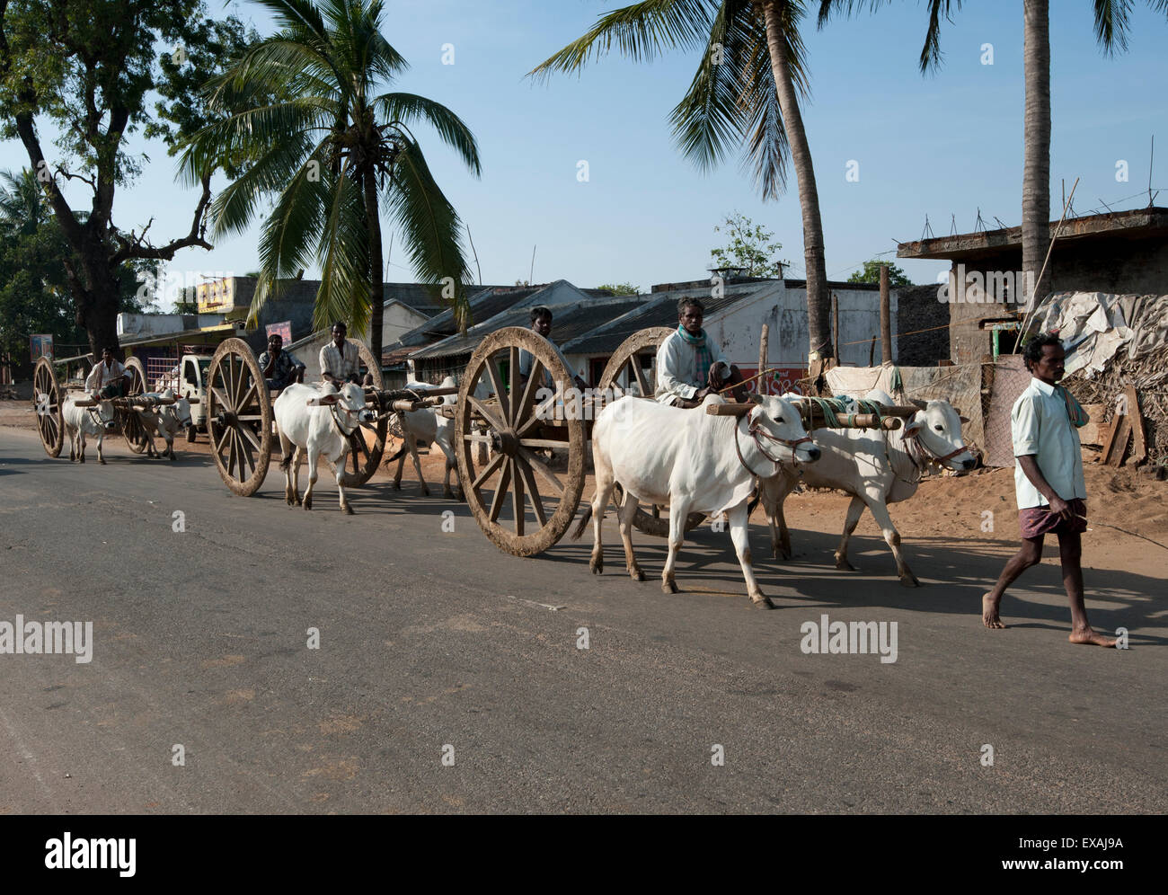 Linea di bianco abbinato giovenchi tirando in legno tradizionali ruote dei carrelli di giovenco lungo la strada, distretto di Koraput, Orissa, India Foto Stock