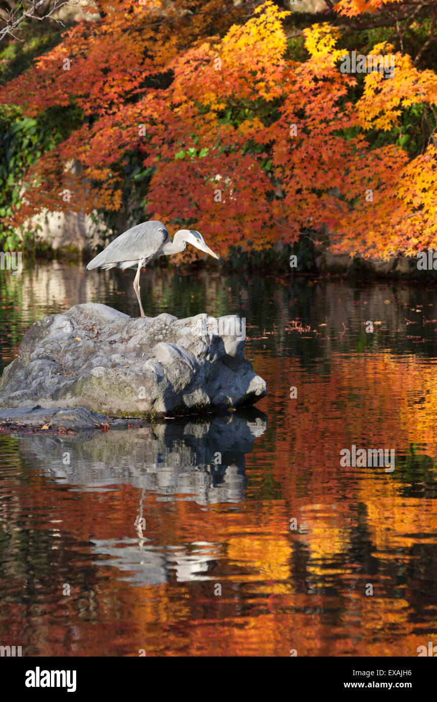 Heron sul lago in autunno, Eikan-Tempio di Do, Higashiyama settentrionale, Kyoto, Giappone, Asia Foto Stock
