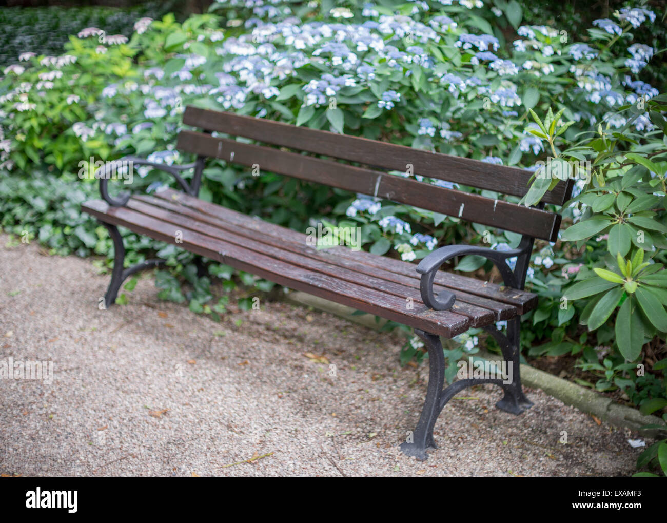 Una panchina nel parco in fioritura di ortensie blu Foto Stock