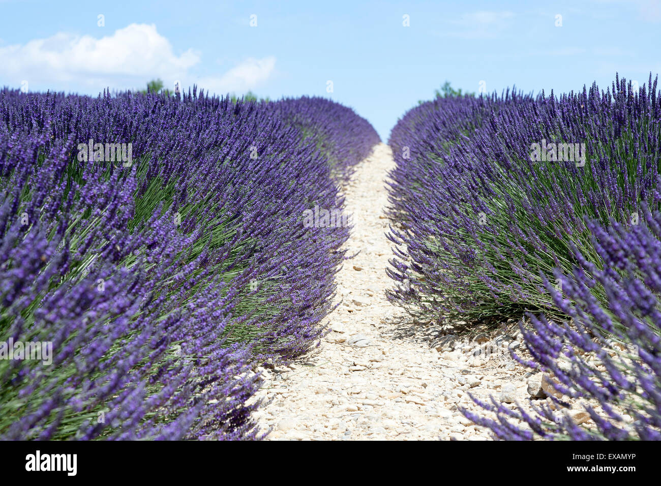 Un close-up su ibridi di piante di lavanda in un campo nei pressi di Valensole (Francia). Gros plan sur des pieds de lavandina près de Valensole. Foto Stock