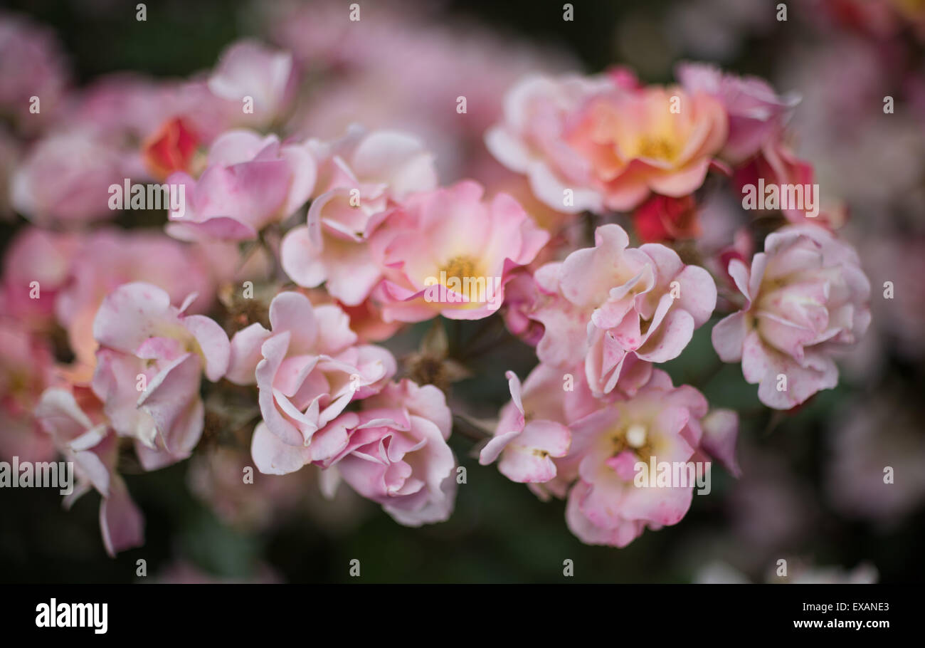 Cluster di rosa rose sognante close up Foto Stock