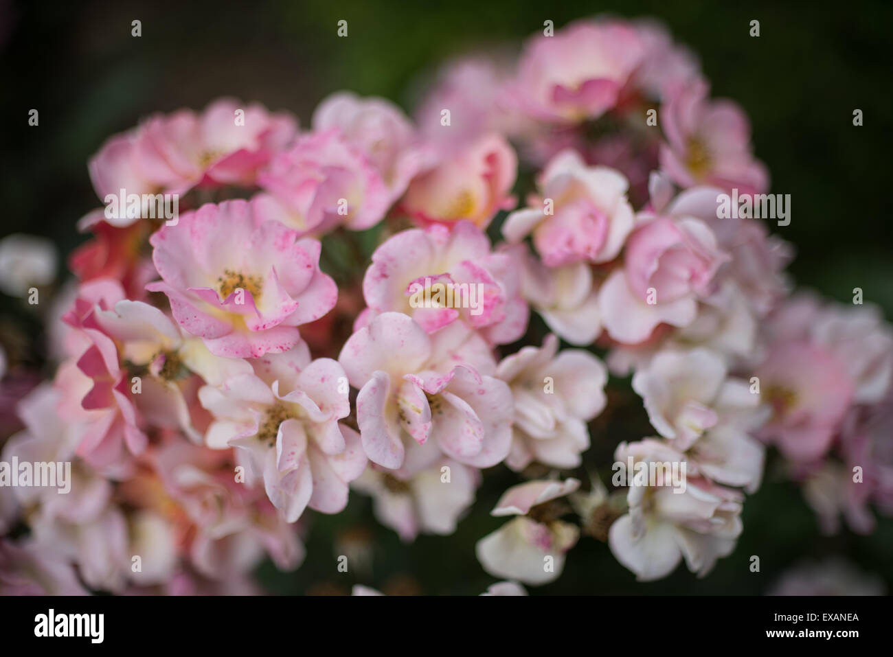 Cluster di rosa rose sognante close up Foto Stock